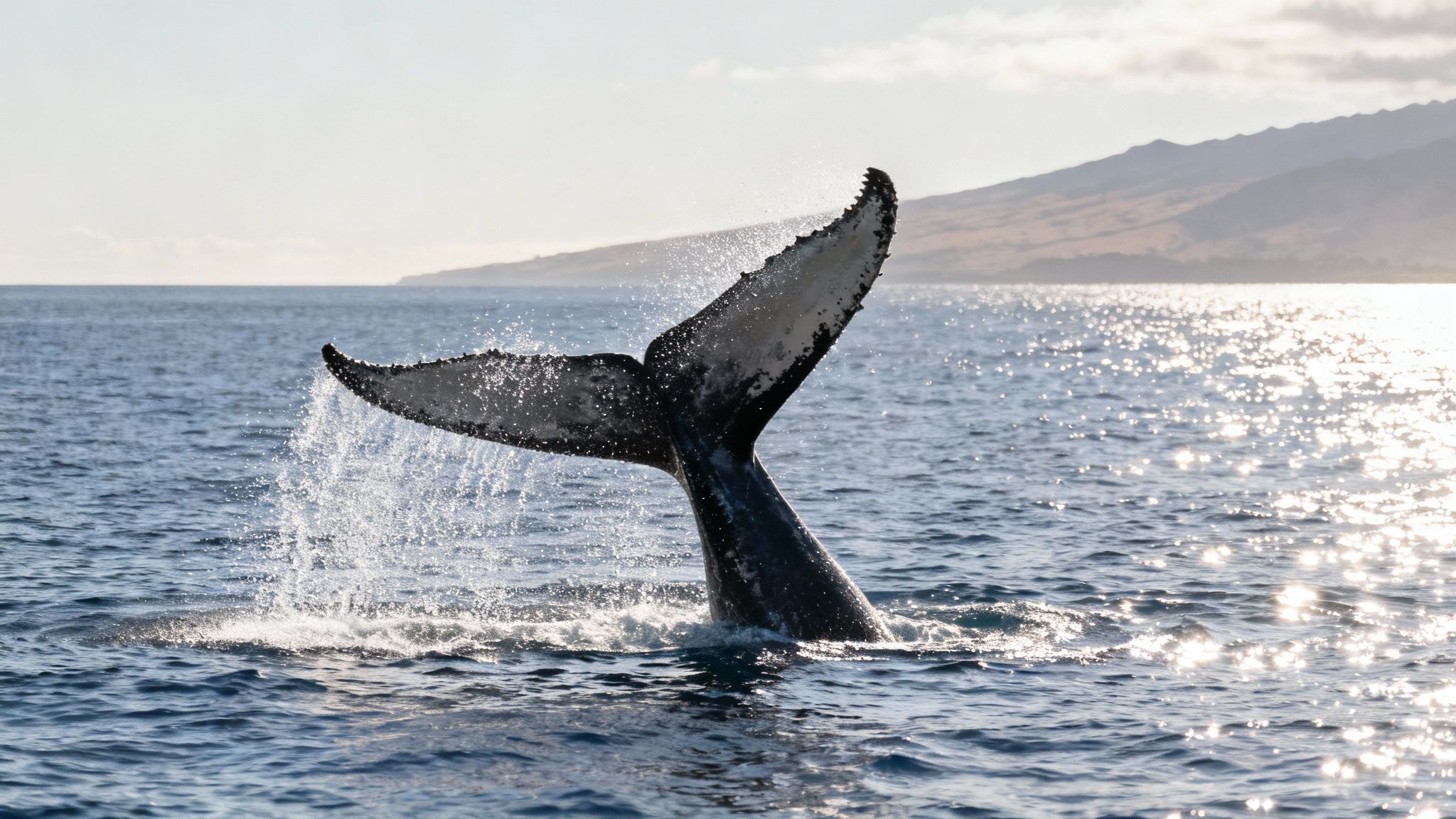 A humpback whale's tail emerging from the water off the Big Island.