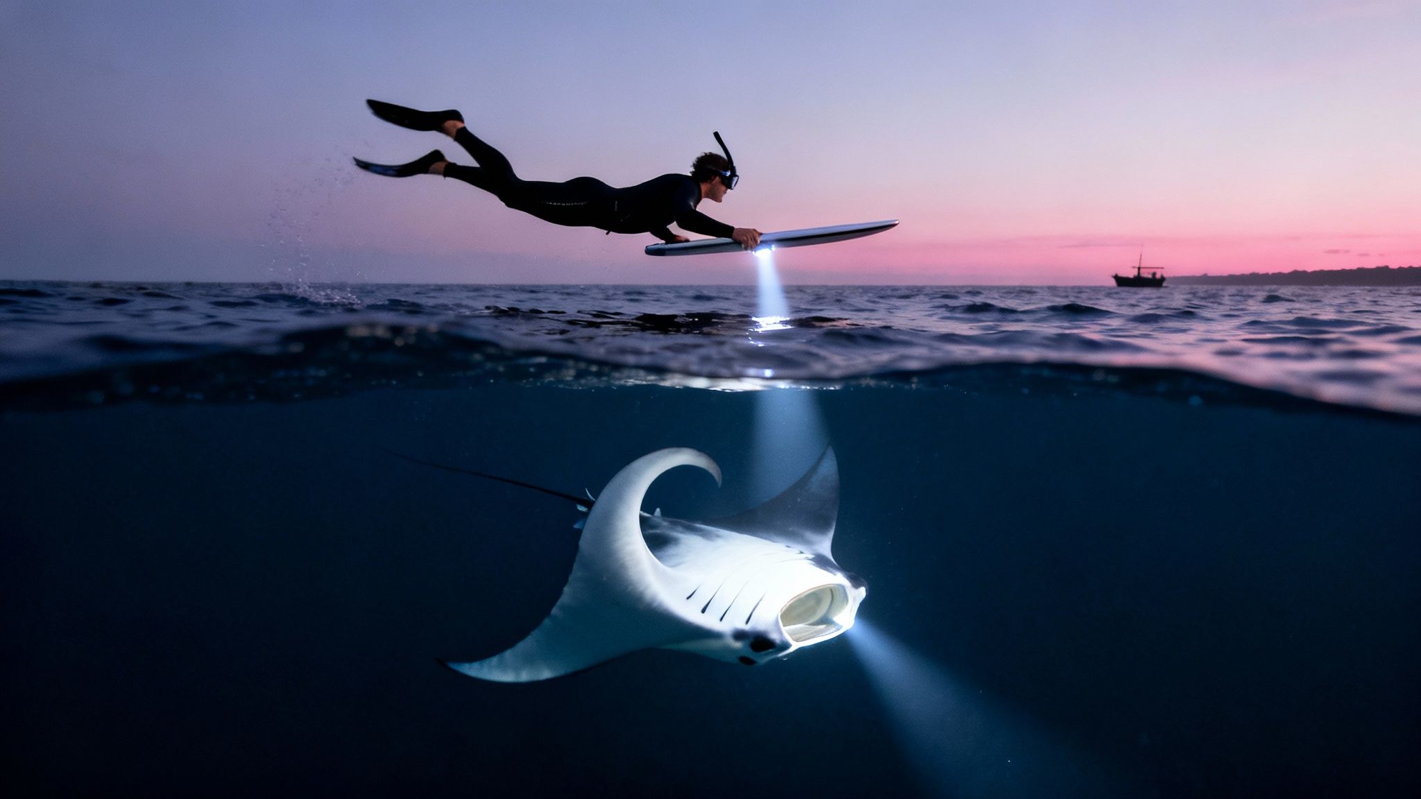 A snorkeler with a light illuminates a giant manta ray in the ocean at sunset.