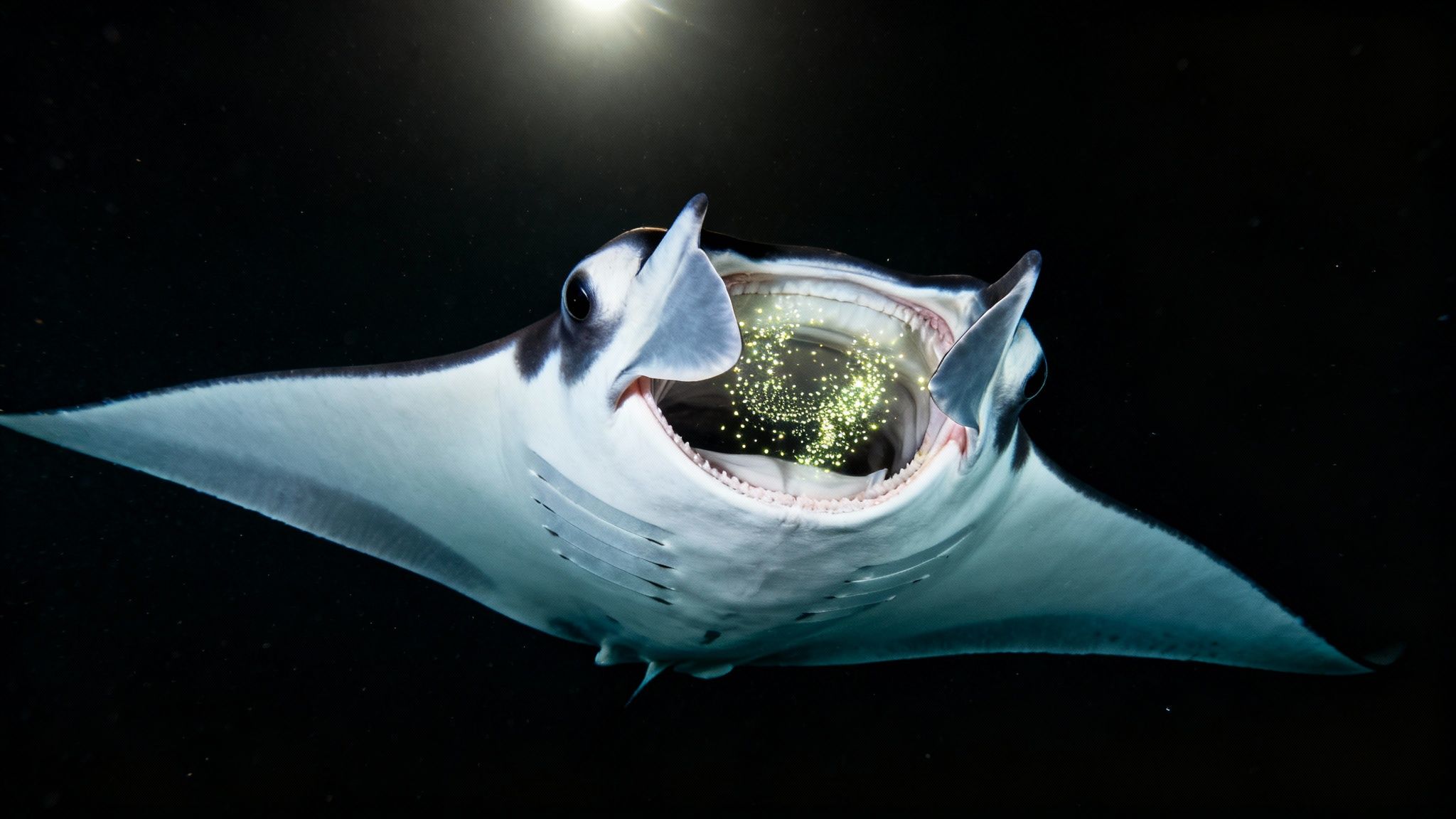 A majestic manta ray swims at night with its mouth open, filled with glowing plankton.