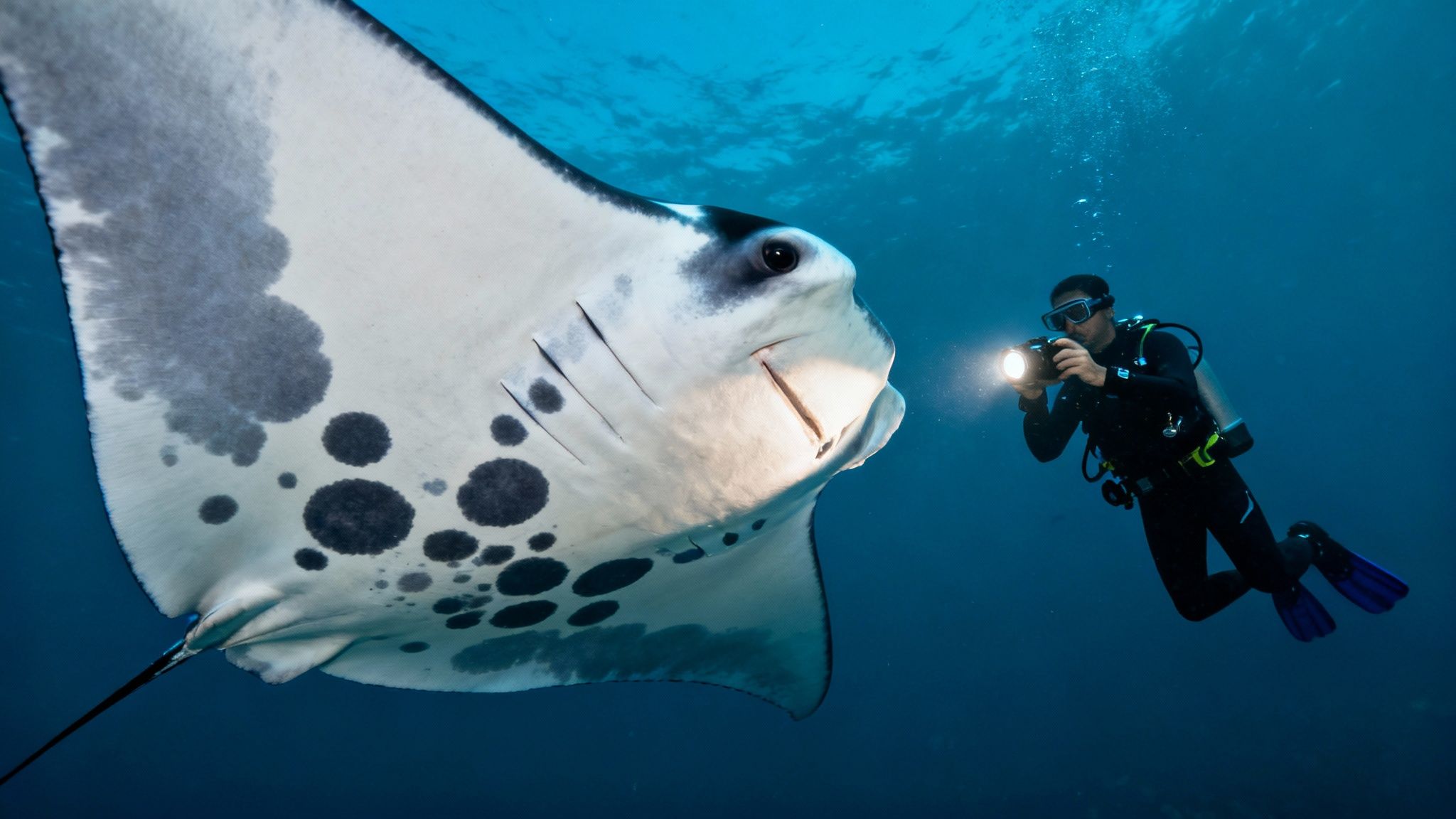 A close-up of a manta ray's underside, showing its unique spot pattern.