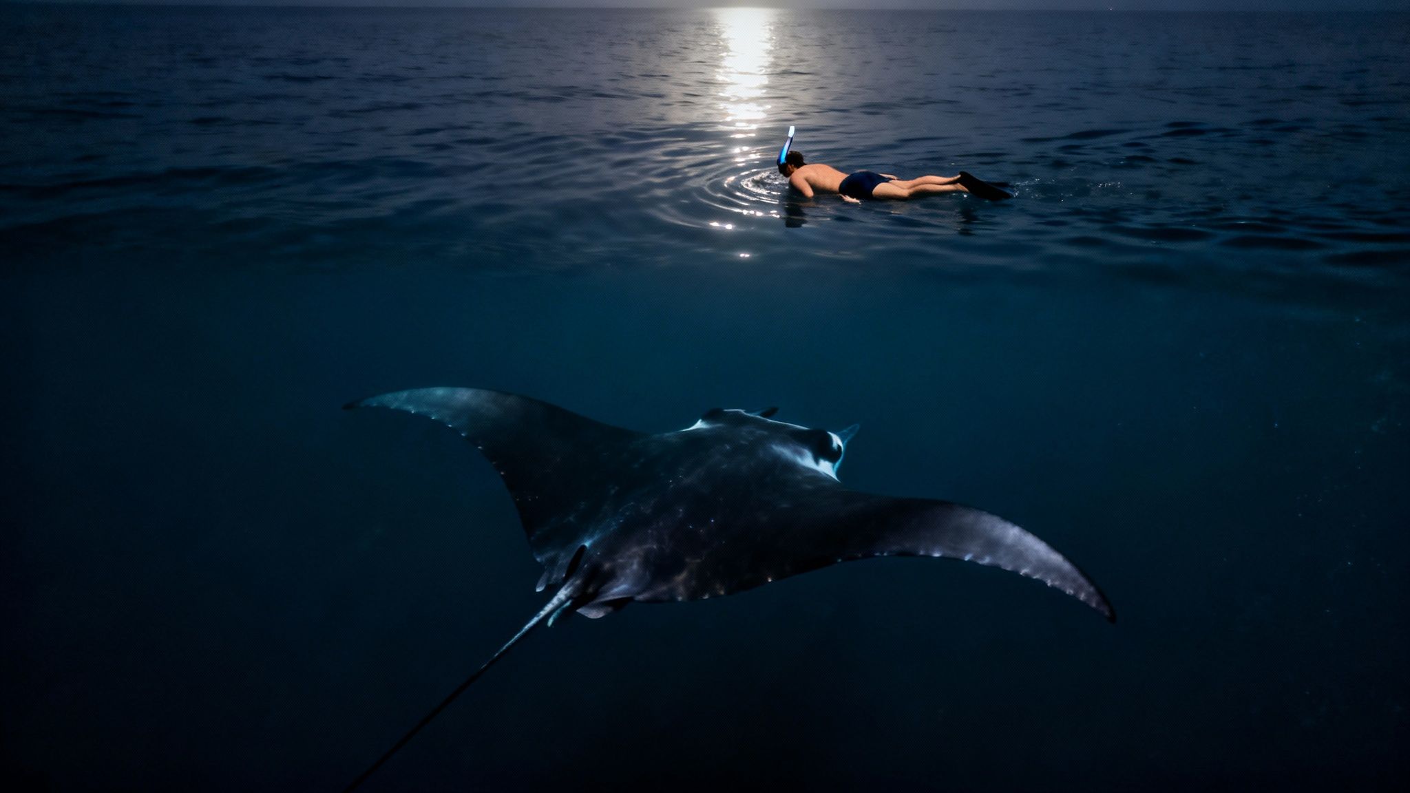 A person snorkels on the ocean surface, observing a large manta ray swimming below at night.