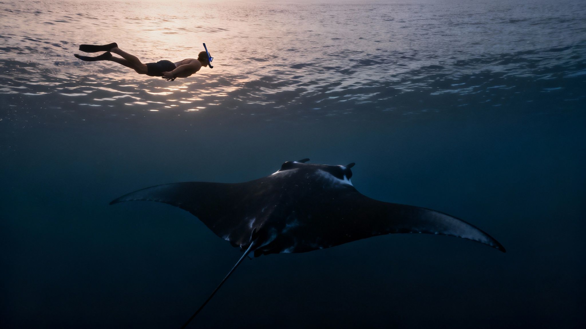 Underwater view of a person snorkeling above a majestic manta ray swimming below.