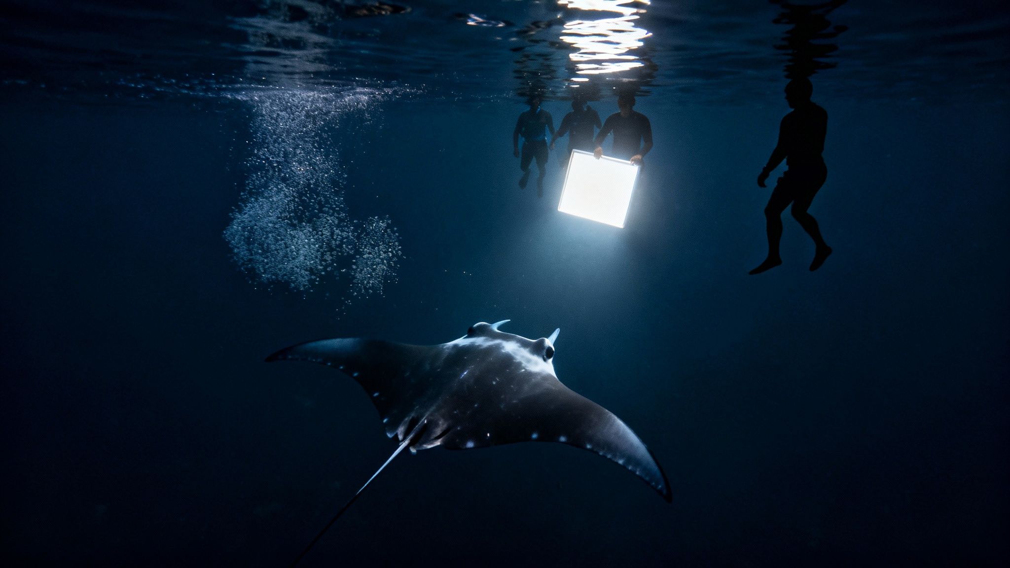 Manta ray illuminated by an underwater light held by snorkelers at night in the ocean.