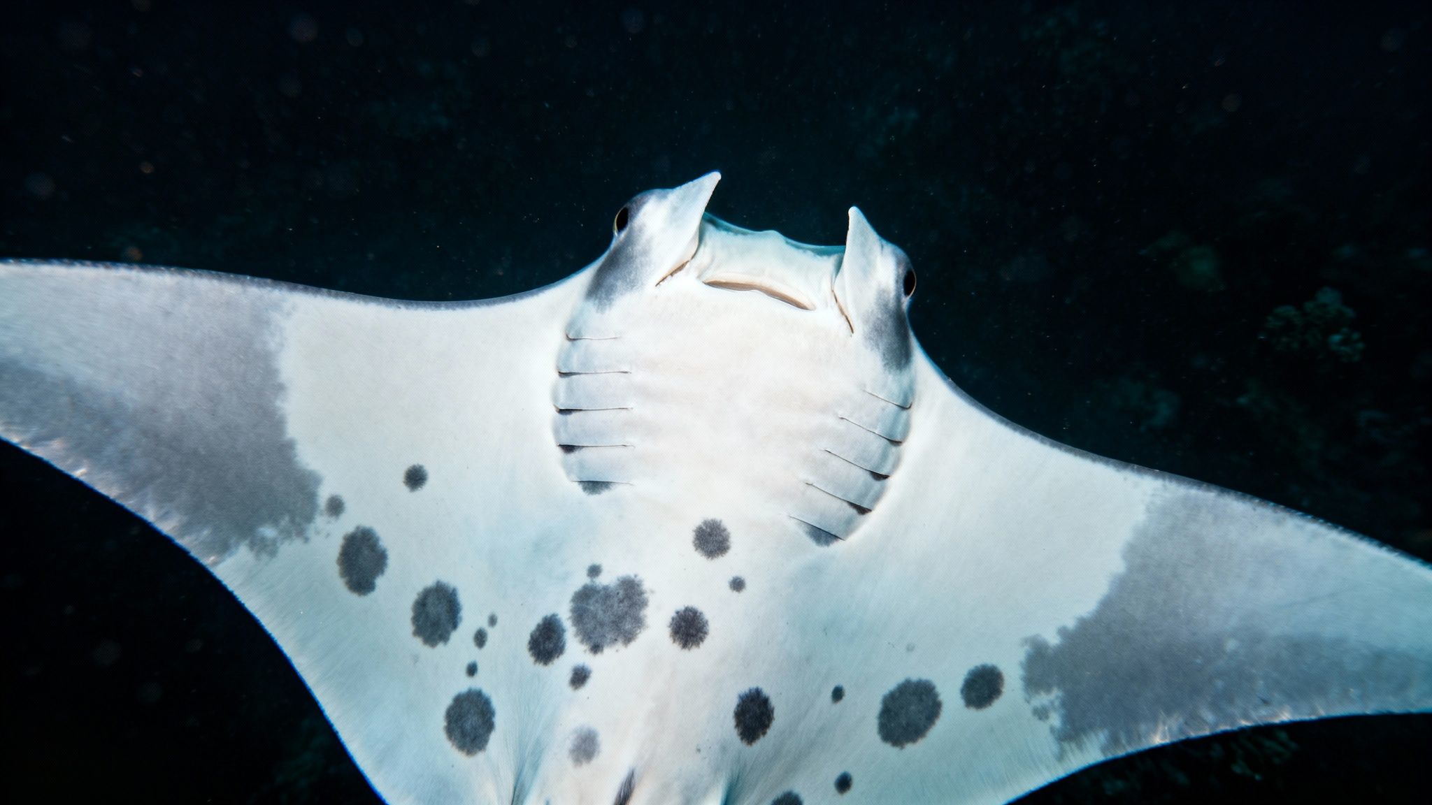Close-up of a majestic manta ray&#39;s white underside with dark spots, swimming in dark water.
