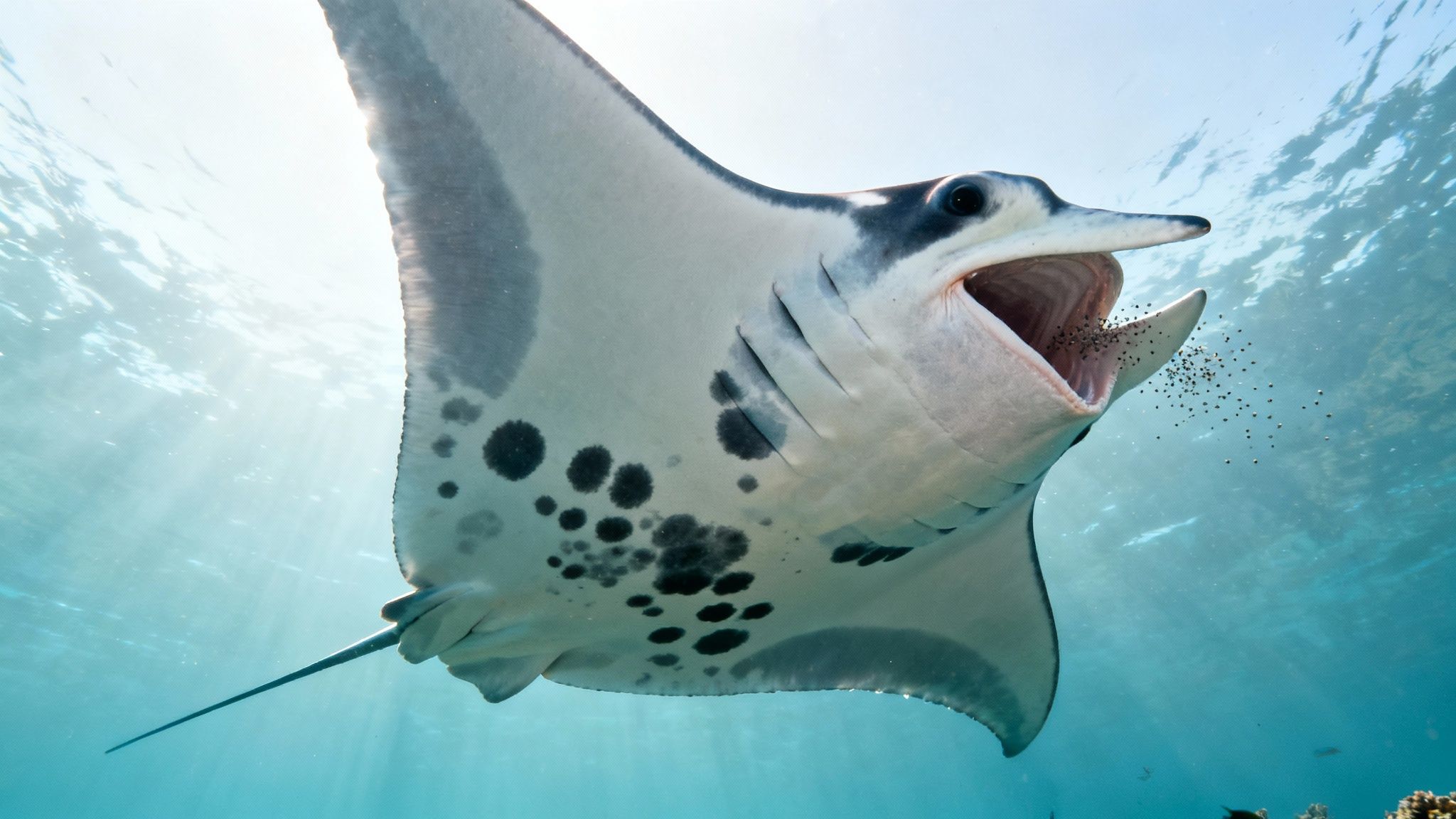 A majestic manta ray swims underwater with its mouth open, filter-feeding on plankton under sunlit water.