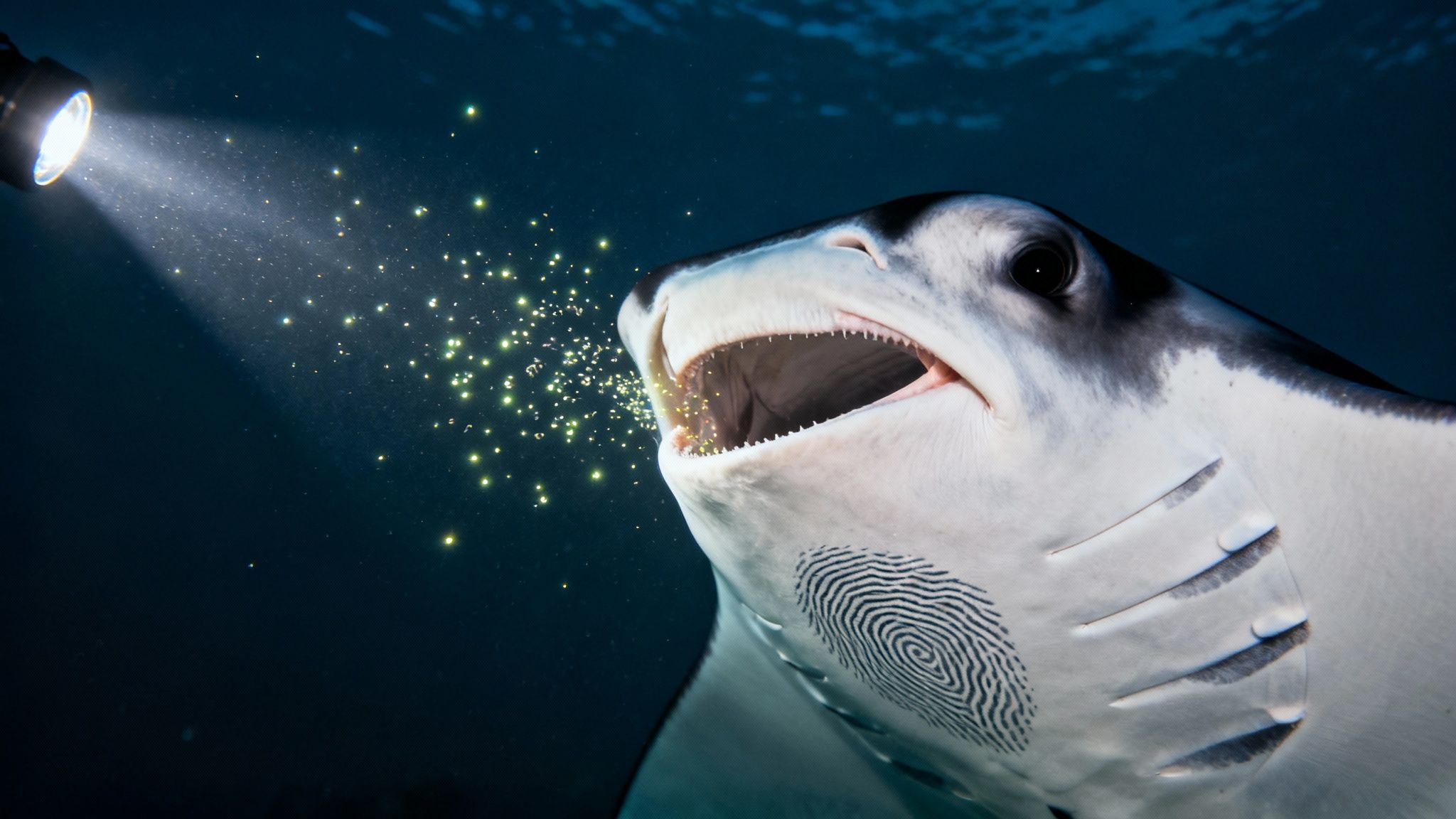 A large manta ray with its mouth open feeding on illuminated plankton underwater.