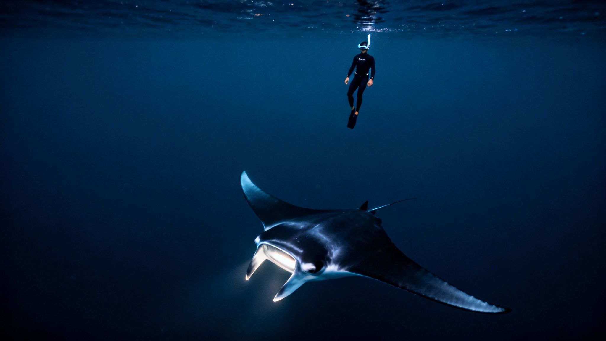 A freediver in a wetsuit and snorkel hovers above a large, illuminated manta ray swimming in deep blue water.