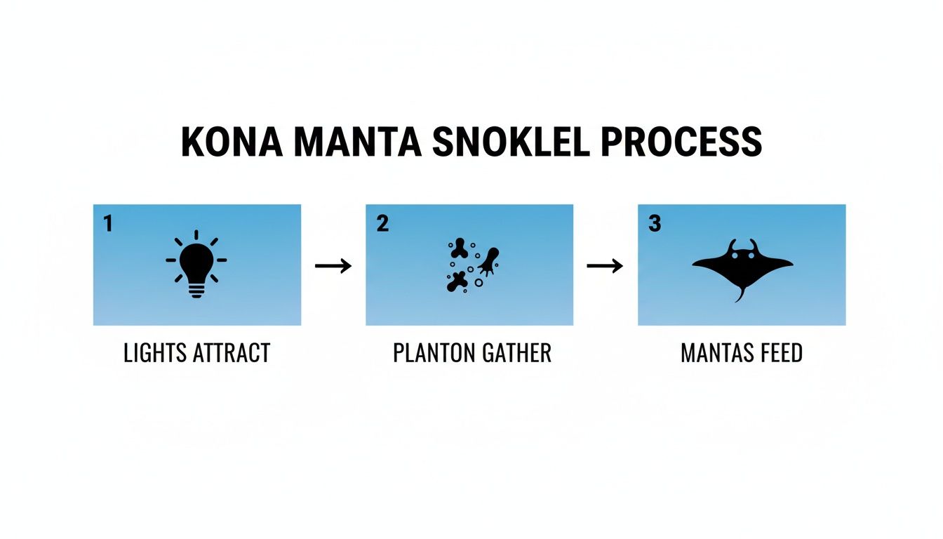 Diagram illustrating the Kona Manta Snorkel process: lights attract plankton, then manta rays feed.