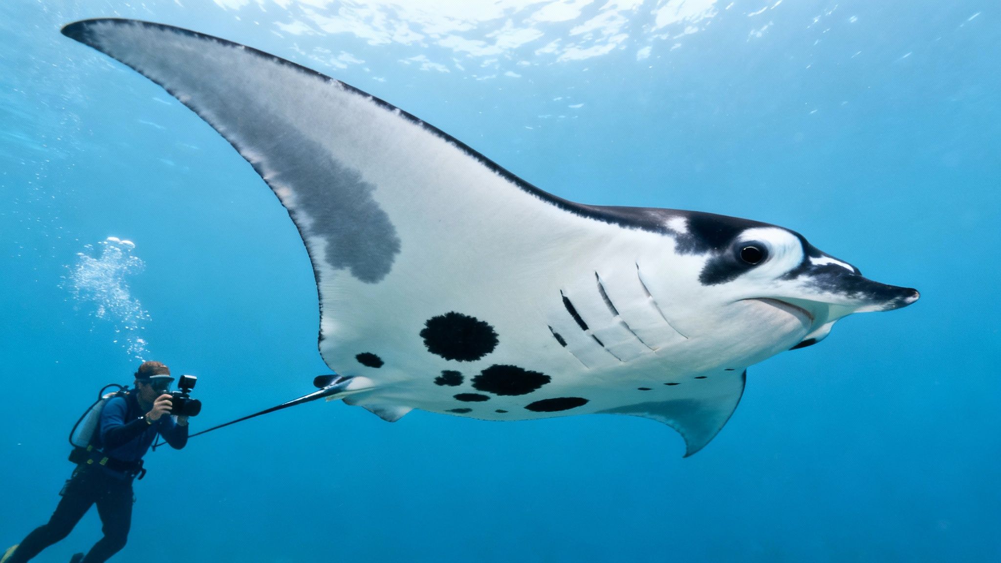 An underwater diver photographs a majestic manta ray swimming gracefully through clear blue ocean waters.