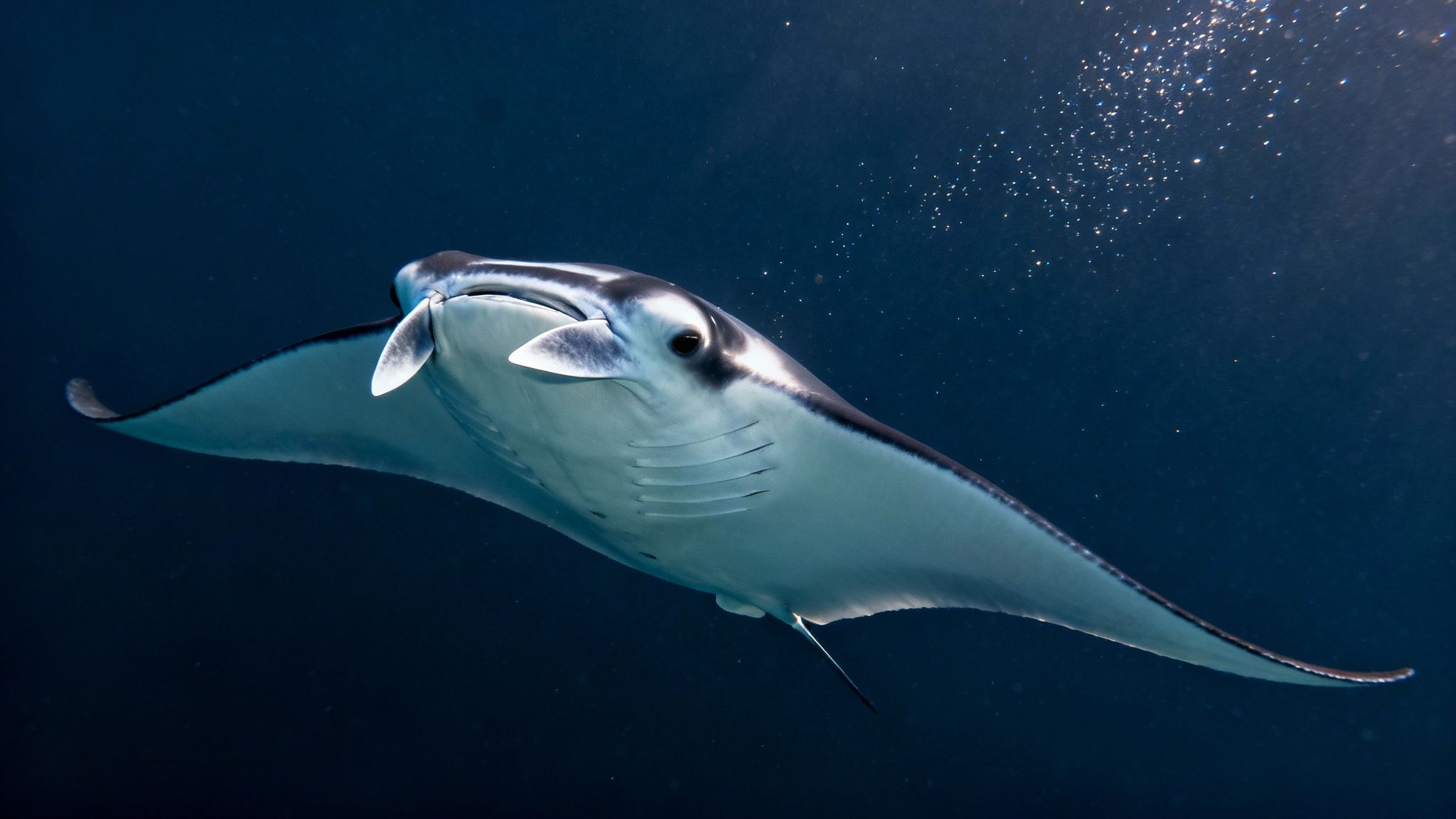 A beautiful manta ray swimming gracefully in the clear blue ocean waters