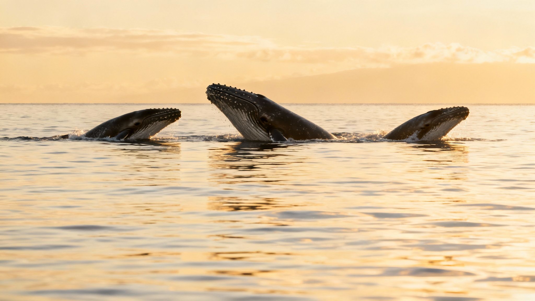 A humpback whale gracefully diving, showing its fluke against the backdrop of the Big Island coast.