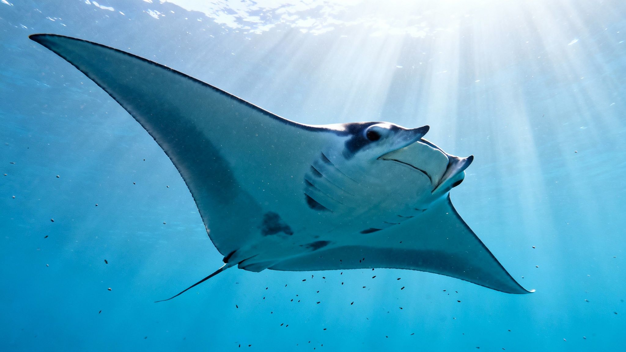 A majestic manta ray gracefully glides through sunlit blue ocean water, viewed from below.