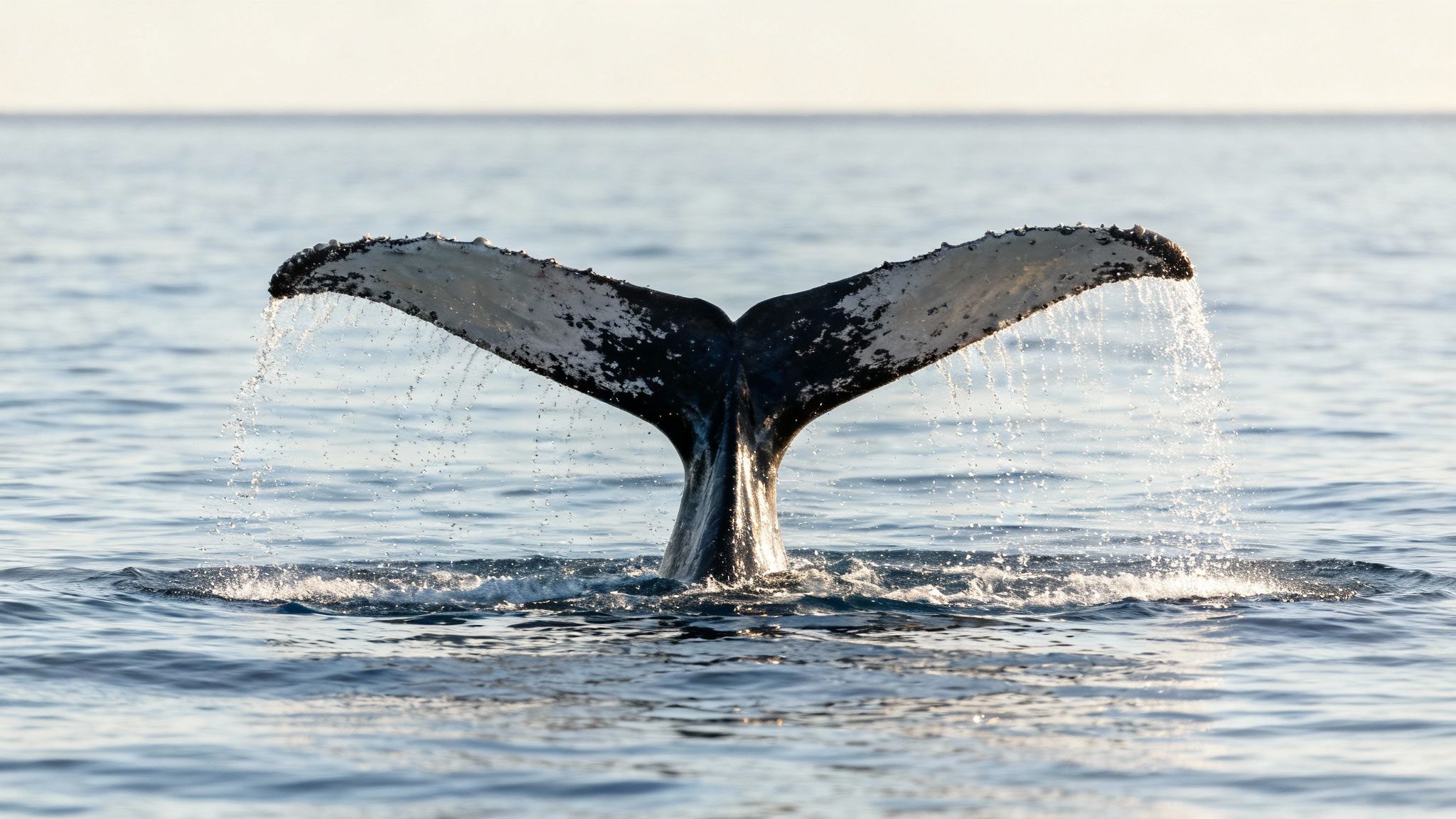 A majestic humpback whale's tail, dark and barnacle-covered, gracefully emerges from the calm ocean, water dripping.