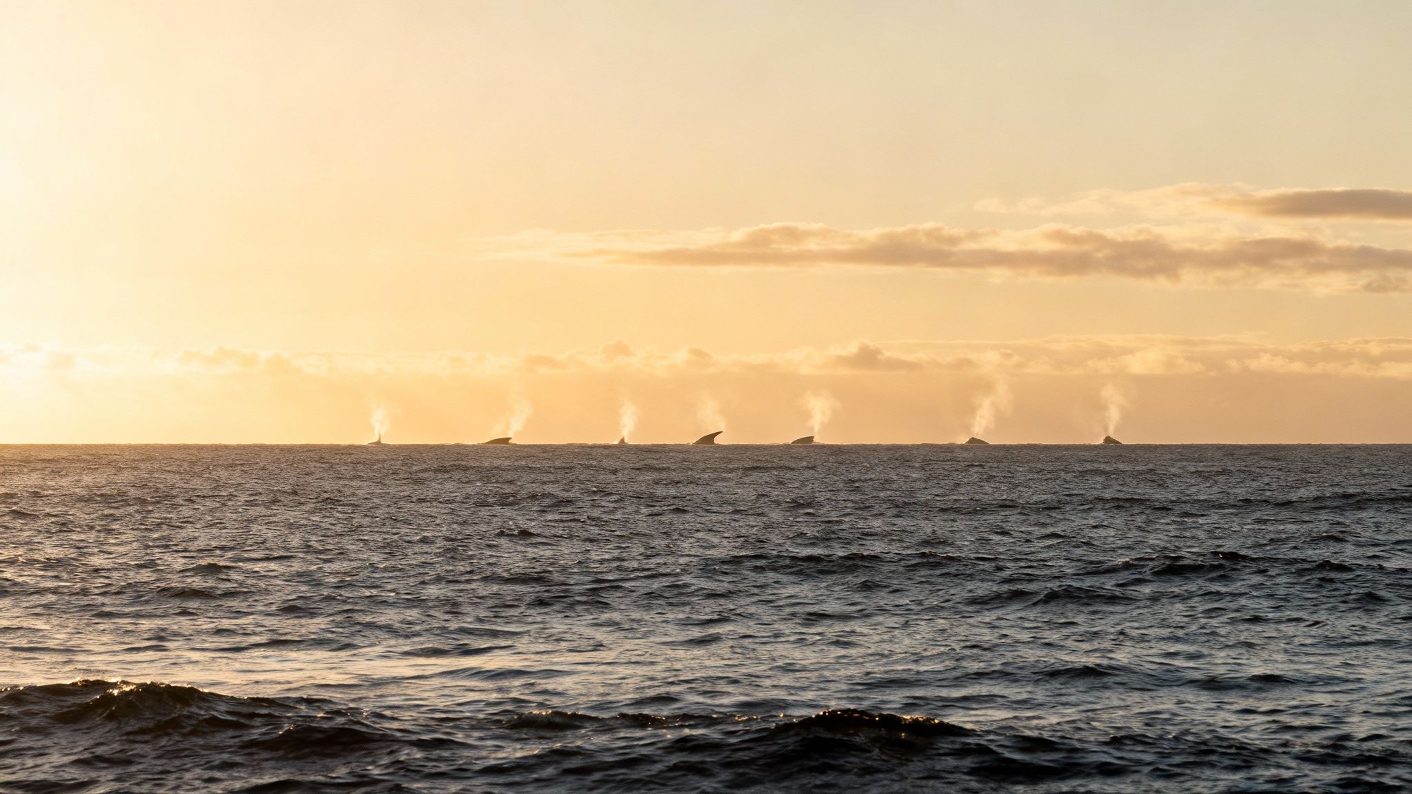 Eight whales spouting water in a line across the ocean horizon during a golden sunset.