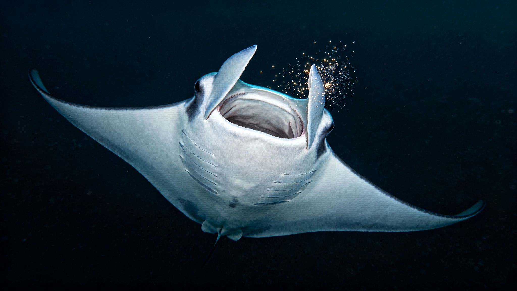 A majestic manta ray swims underwater at night, mouth open, feeding on sparkling plankton.