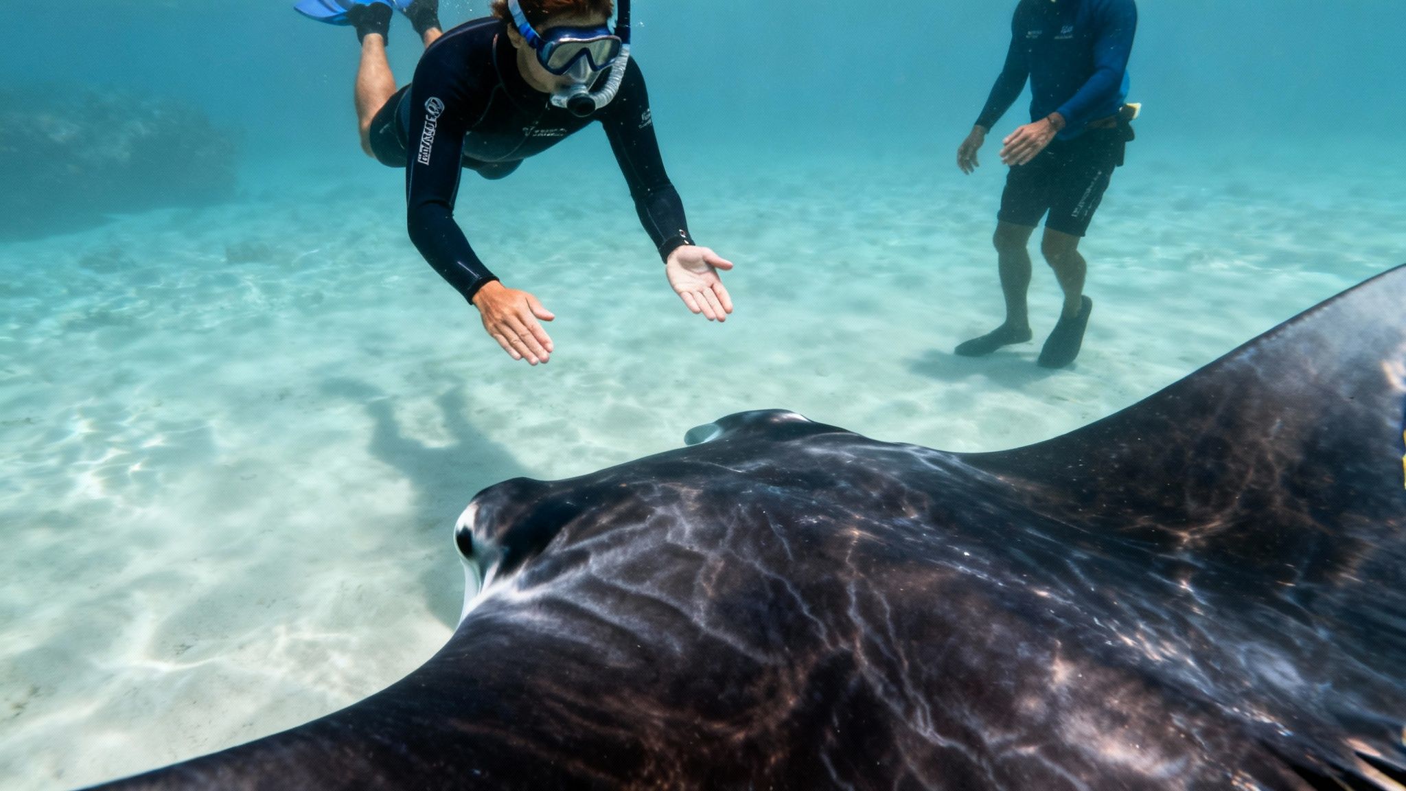 Snorkeler with outstretched hands approaches a large manta ray in clear shallow water.