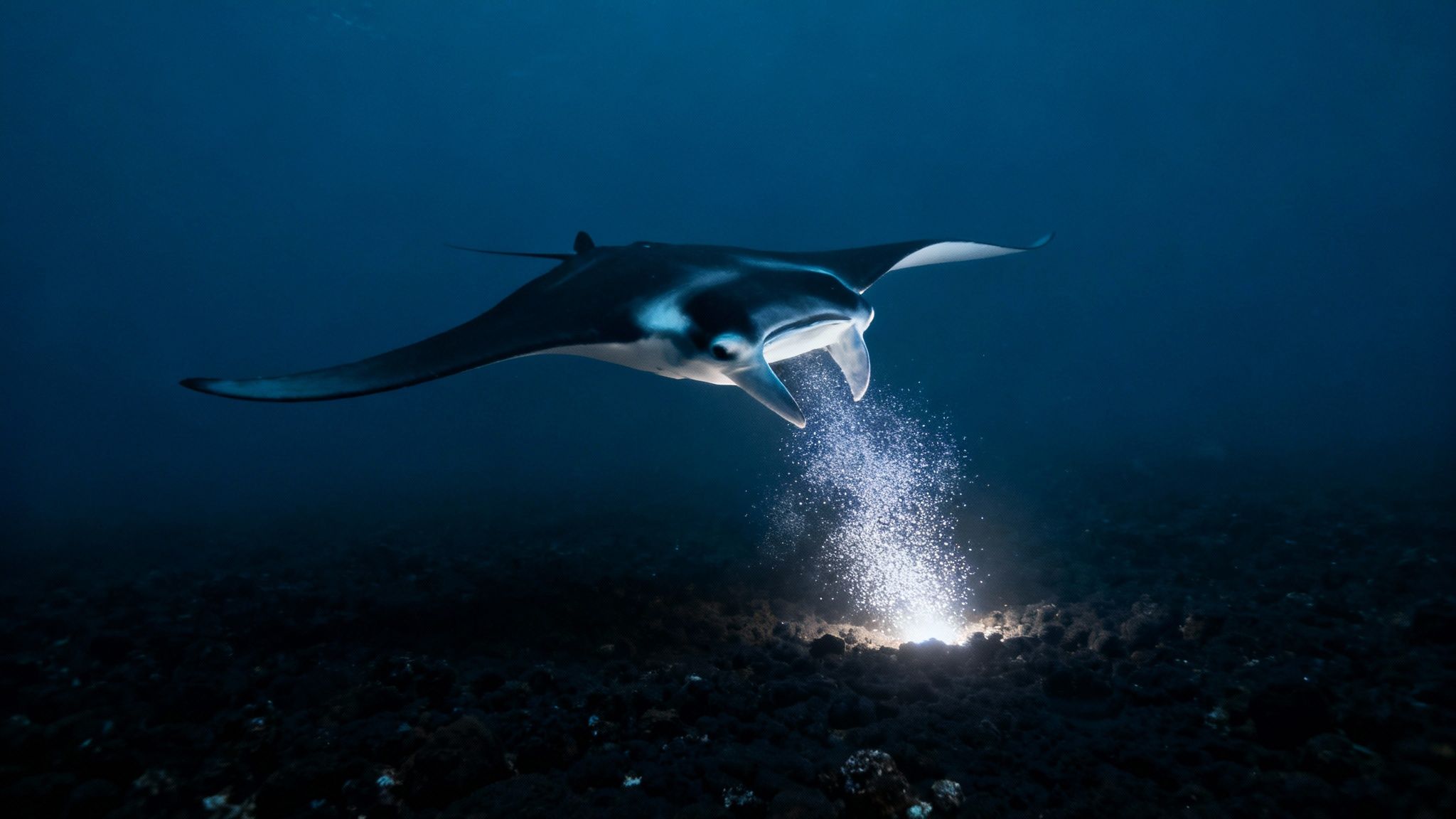 A manta ray glides gracefully through dark waters, illuminated by dive lights