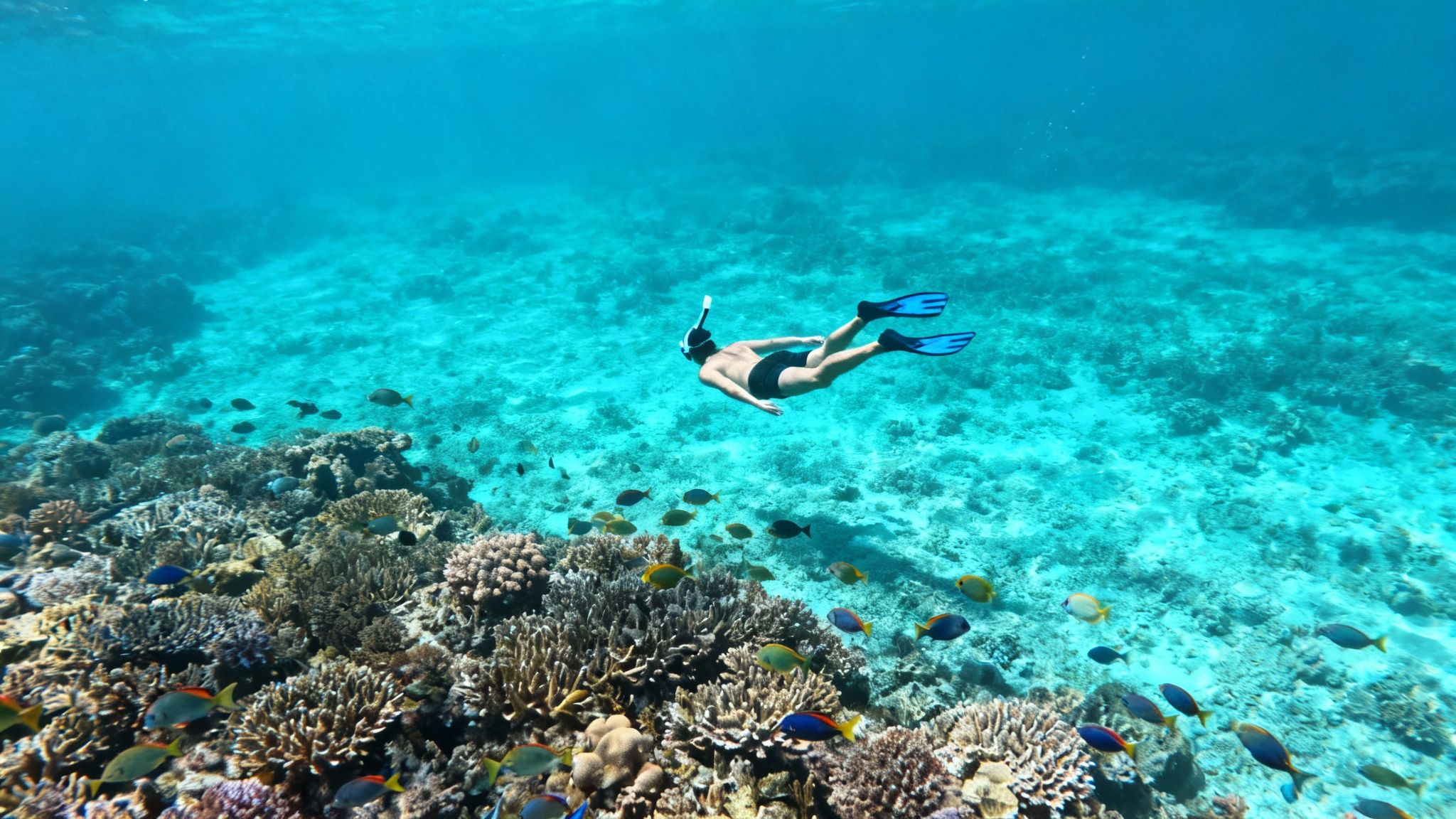 A vibrant underwater scene with coral reefs and schools of tropical fish at Kealakekua Bay.