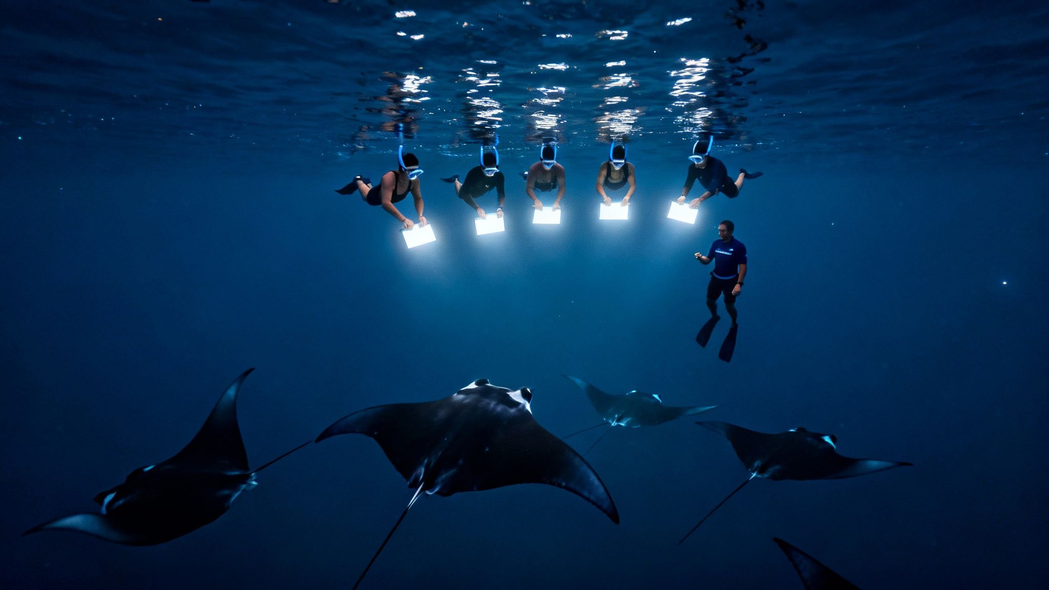 People snorkeling at night with illuminated boards to attract giant manta rays underwater.