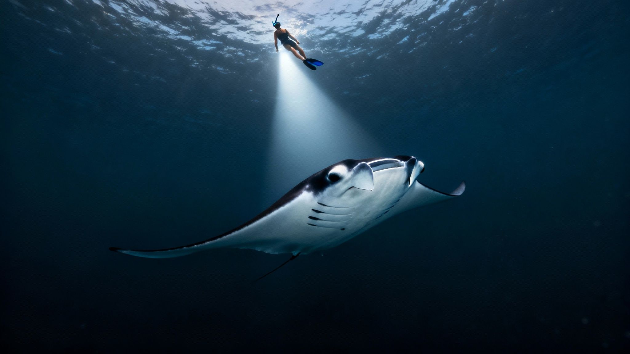 A snorkeler shines a light beam on a majestic manta ray swimming in the deep blue ocean.