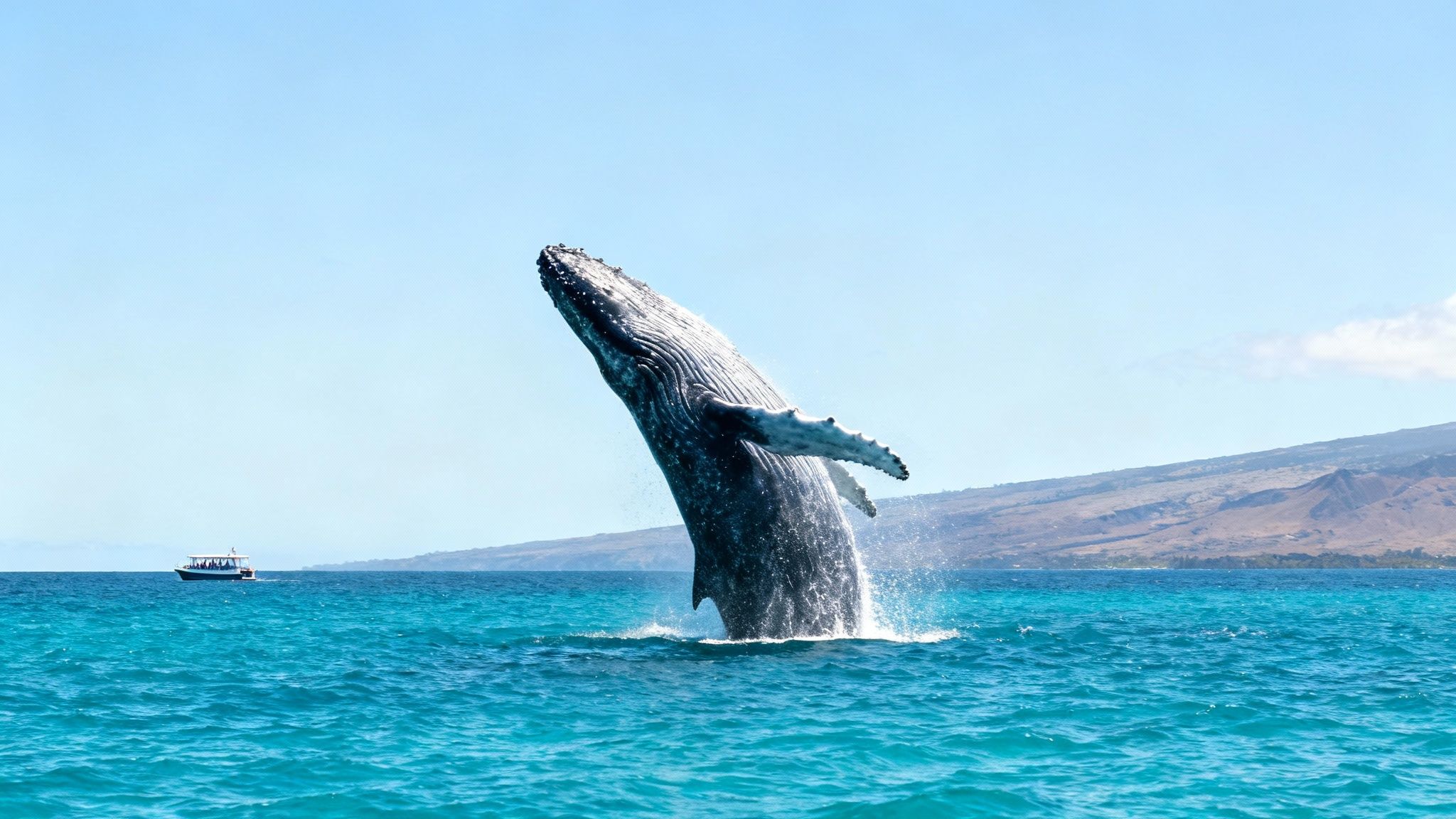A humpback whale breaching dramatically out of the ocean water near the Big Island.