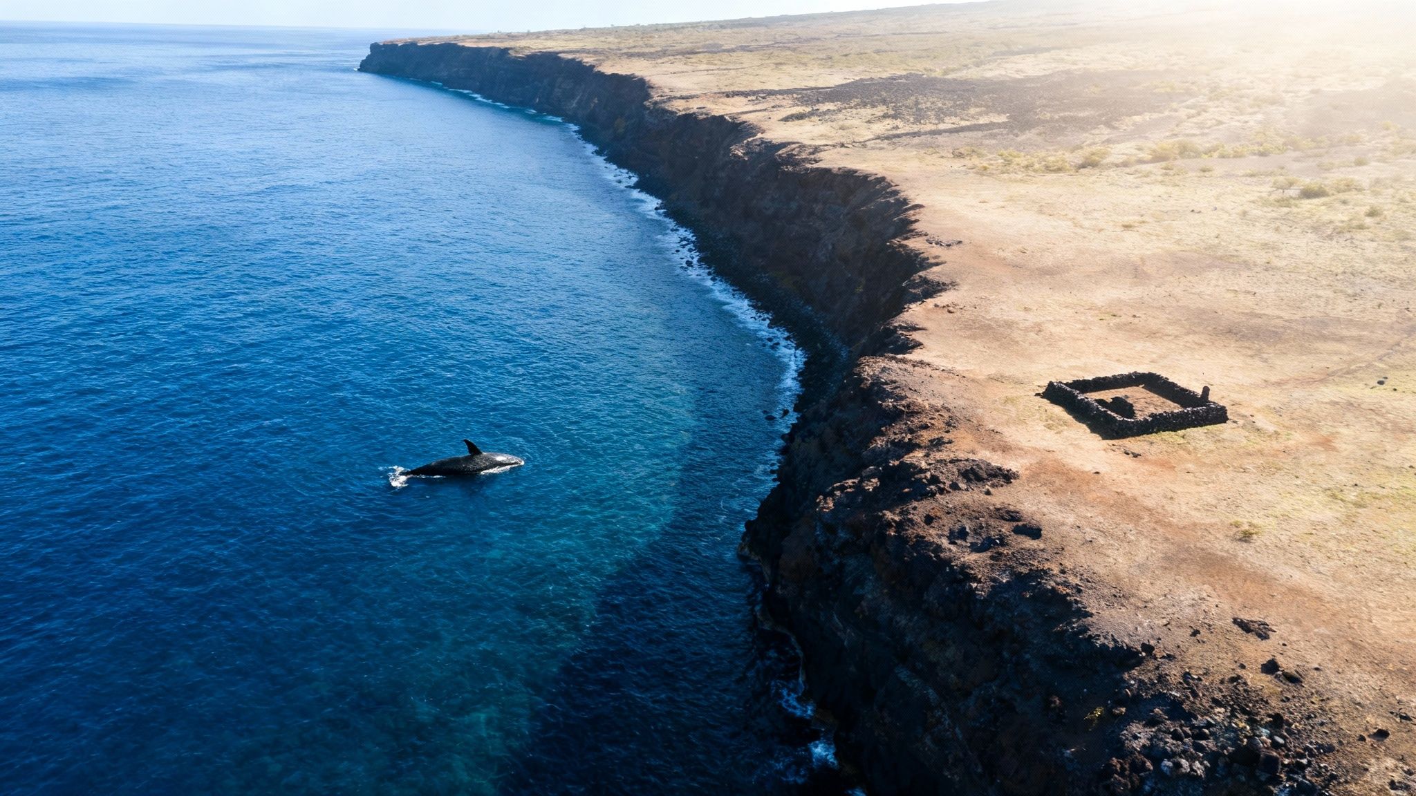 A humpback whale gracefully swims in the calm waters off the coast of the Big Island.