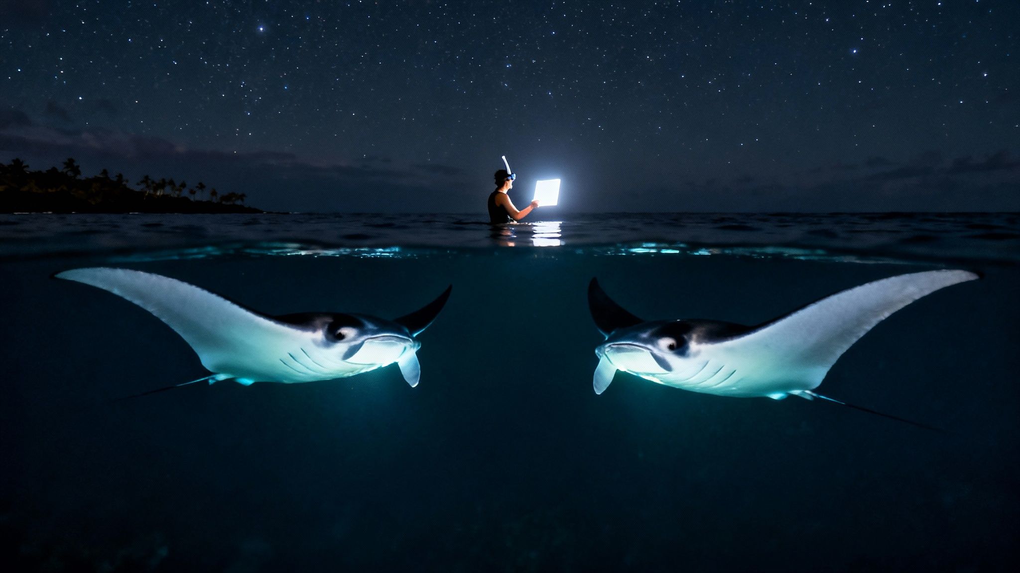 Stunning split shot: a person illuminates two manta rays in the ocean under a starry night.