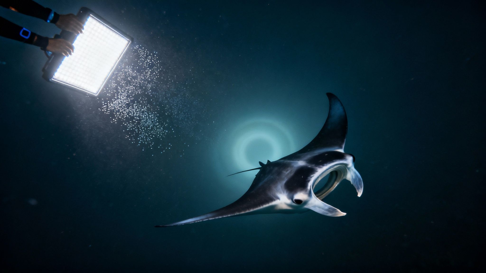 A group of snorkelers holding onto a light board as a manta ray swims just below them