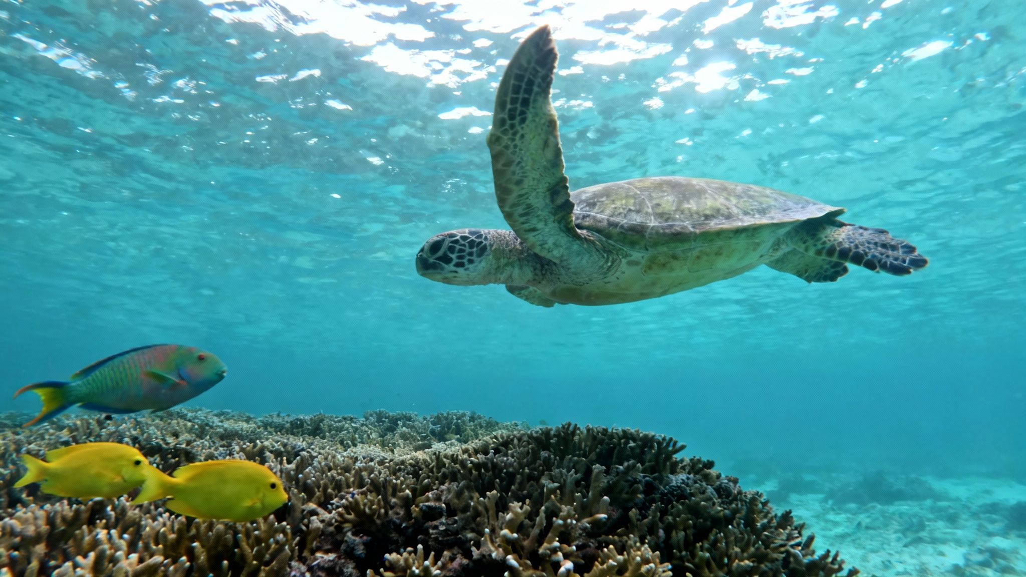 A Hawaiian green sea turtle swims gracefully over a coral reef in Kealakekua Bay.