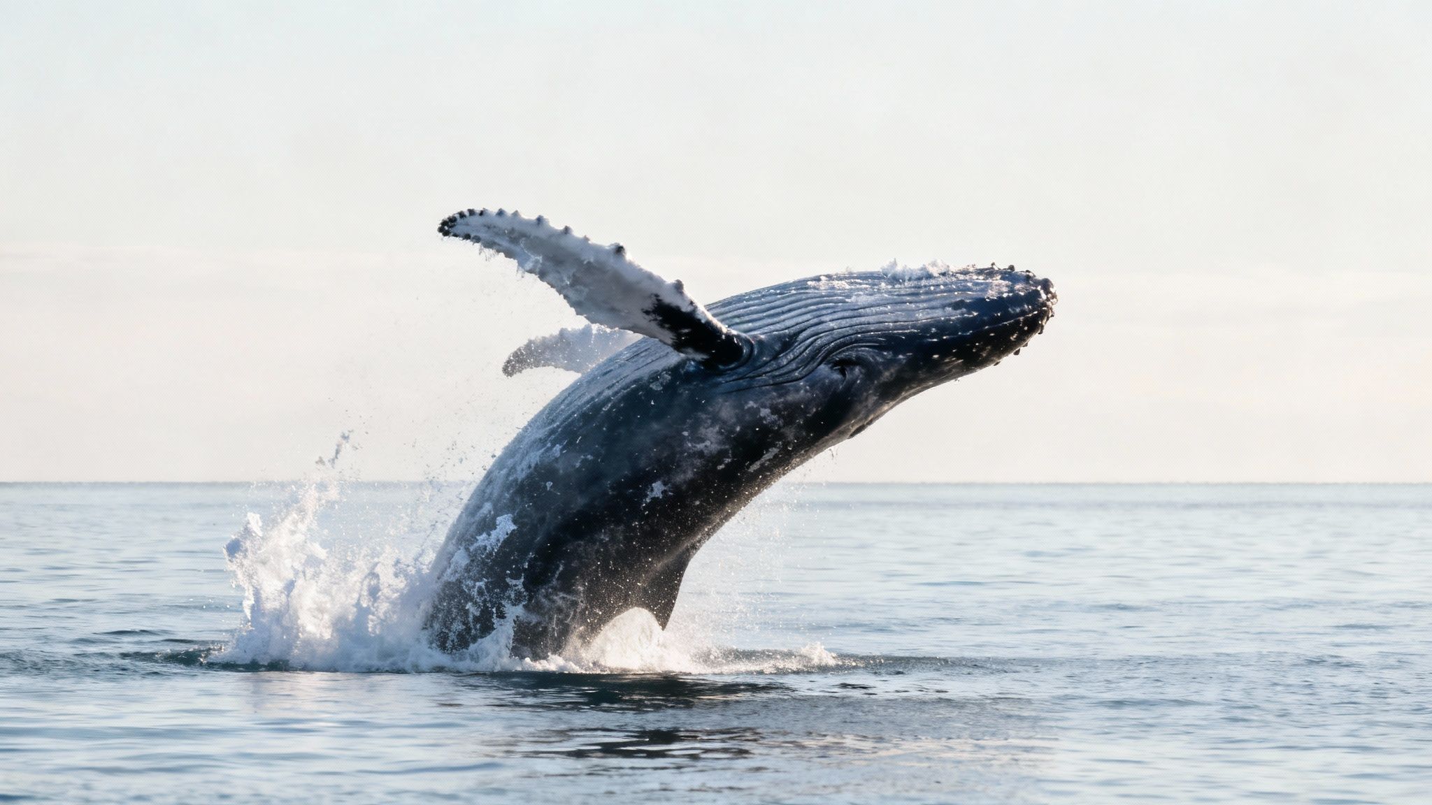 A magnificent humpback whale breaches high out of calm ocean waters, creating a large splash.