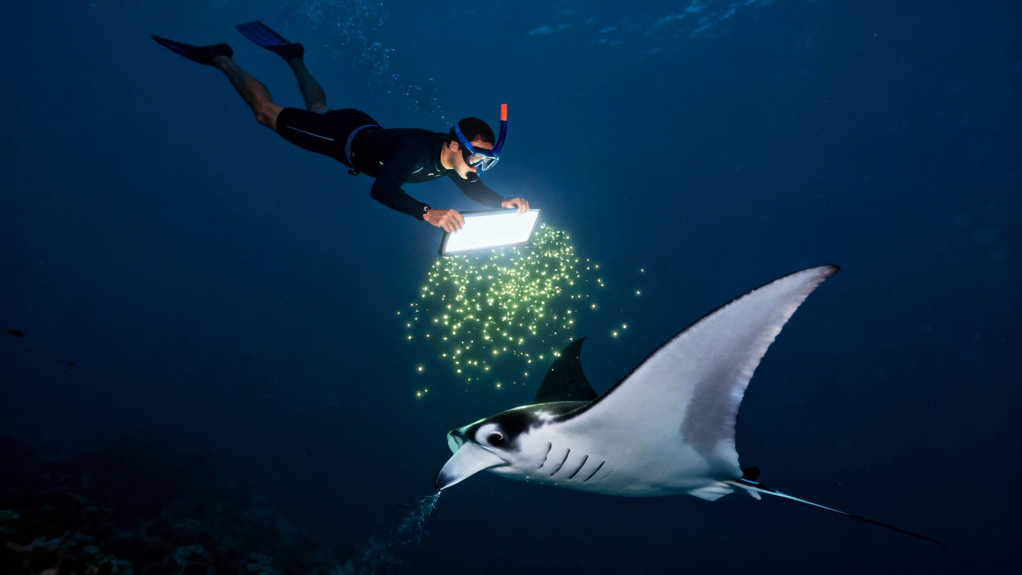 A diver in a wetsuit holds a glowing device, attracting a manta ray feeding on luminous particles underwater.