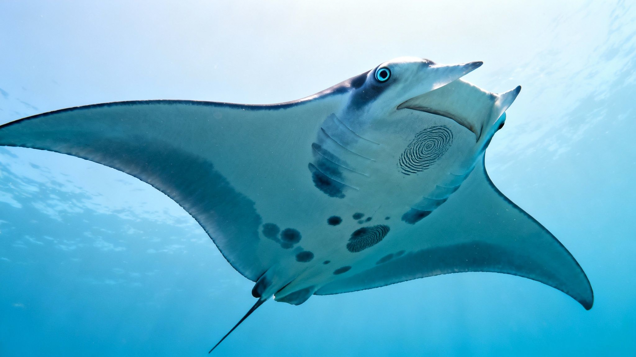 A majestic manta ray glides through clear blue water, its underside patterns visible.