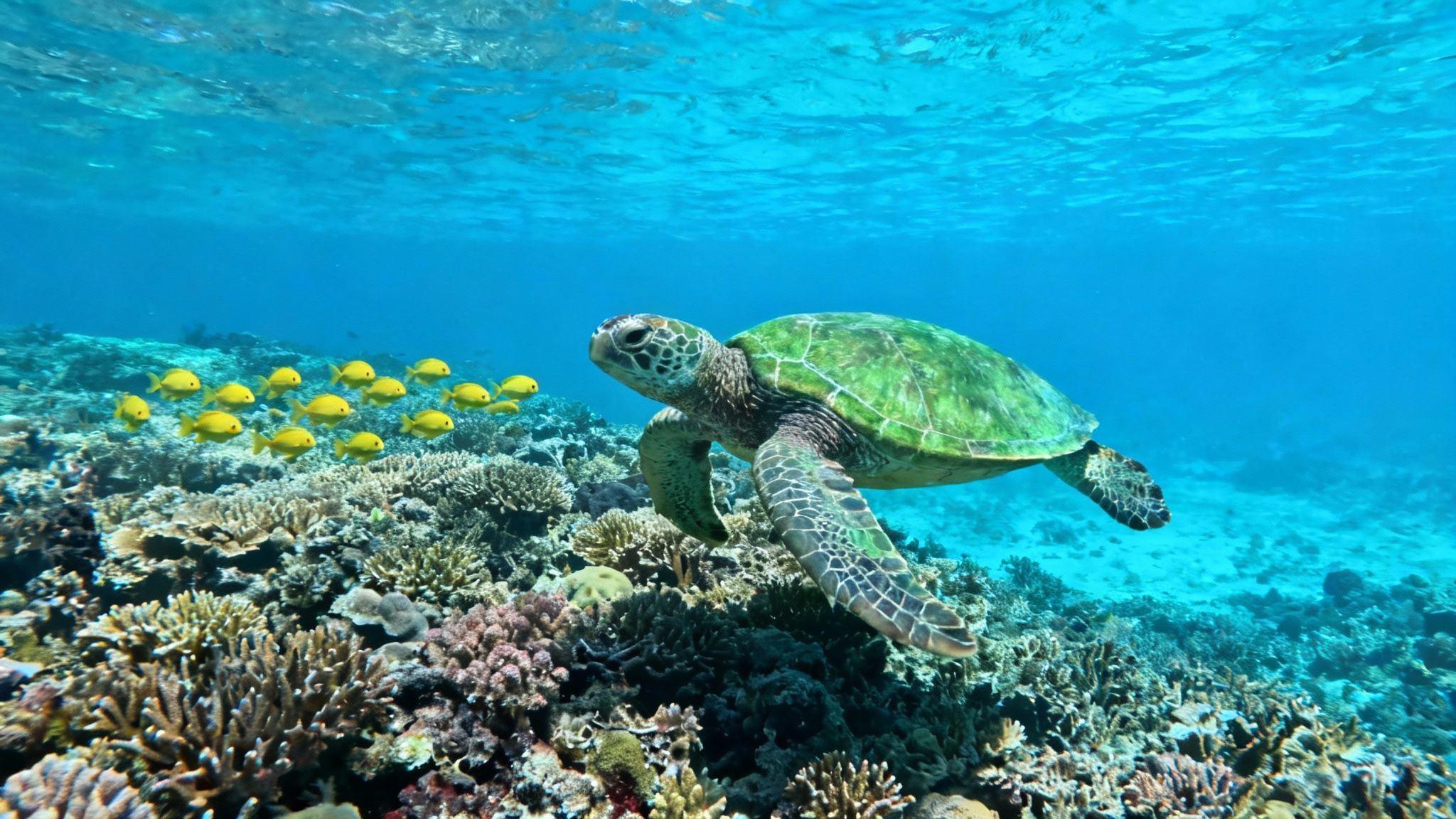 Vibrant yellow tang fish swimming over a healthy coral reef in clear blue water.