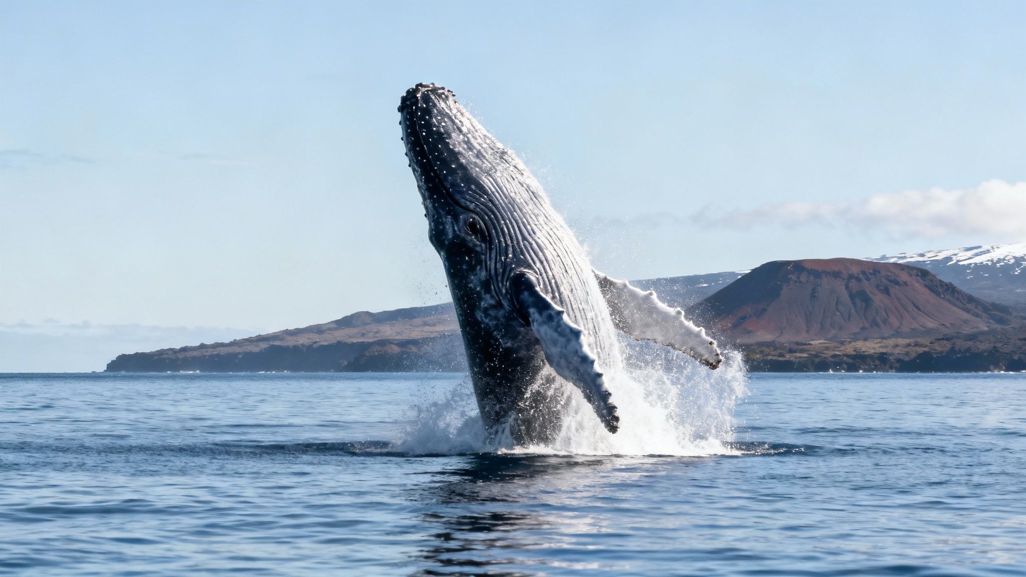 A massive humpback whale breaches spectacularly off the coast of the Big Island, Hawaii.