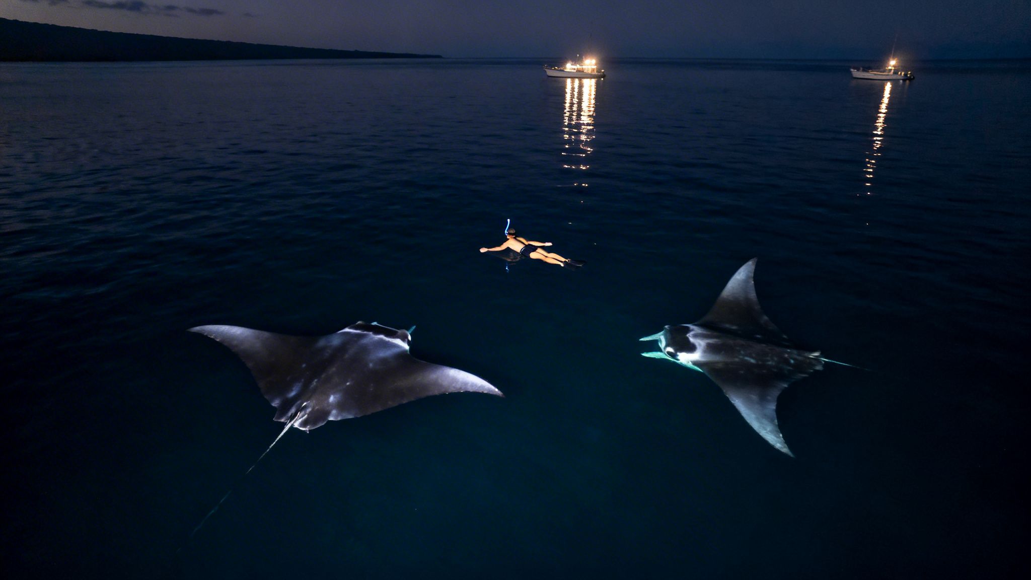 A snorkeler floats at night surrounded by two large manta rays in dark ocean water, with illuminated boats in the background.