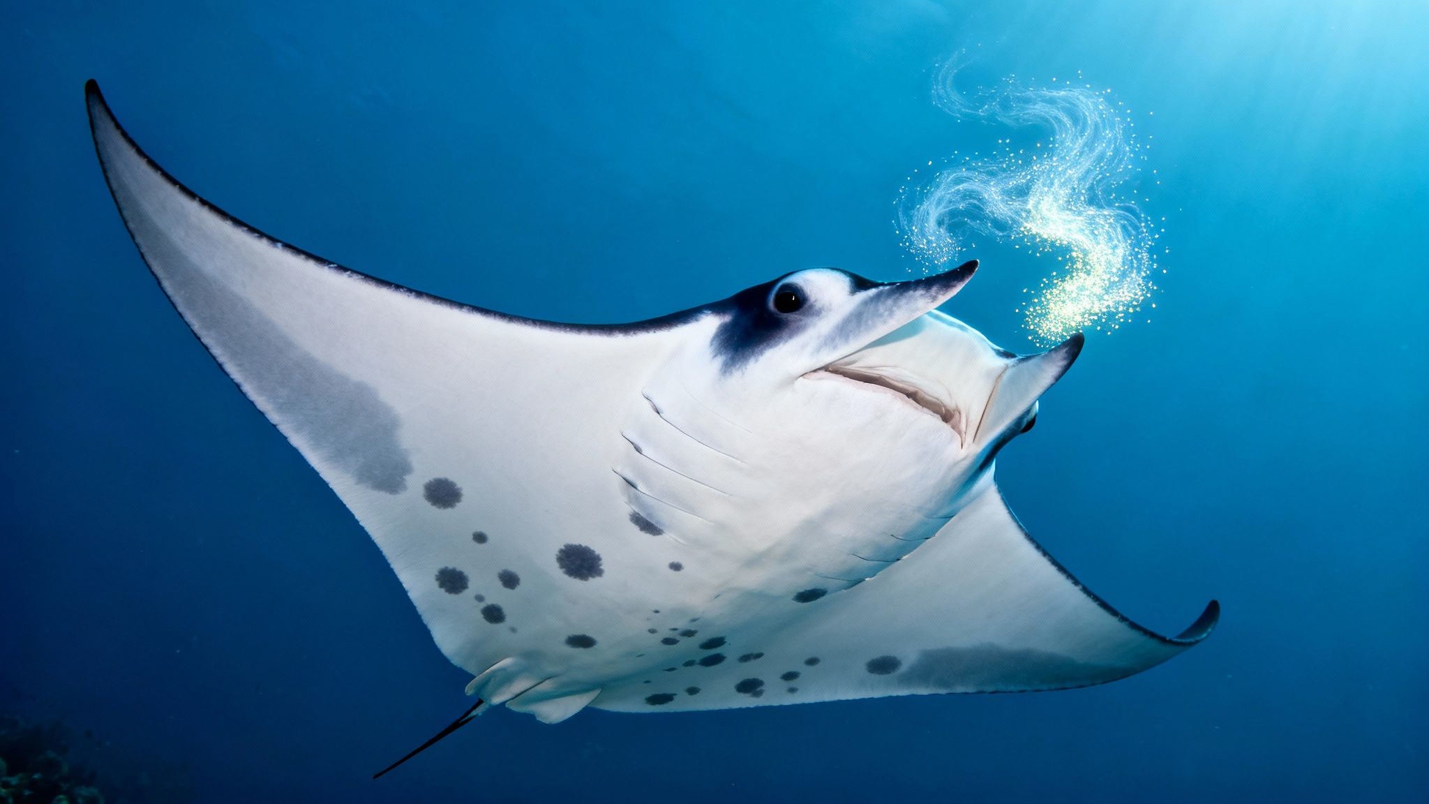 A majestic manta ray swims underwater, glowing light trails streaming from its head in deep blue water.
