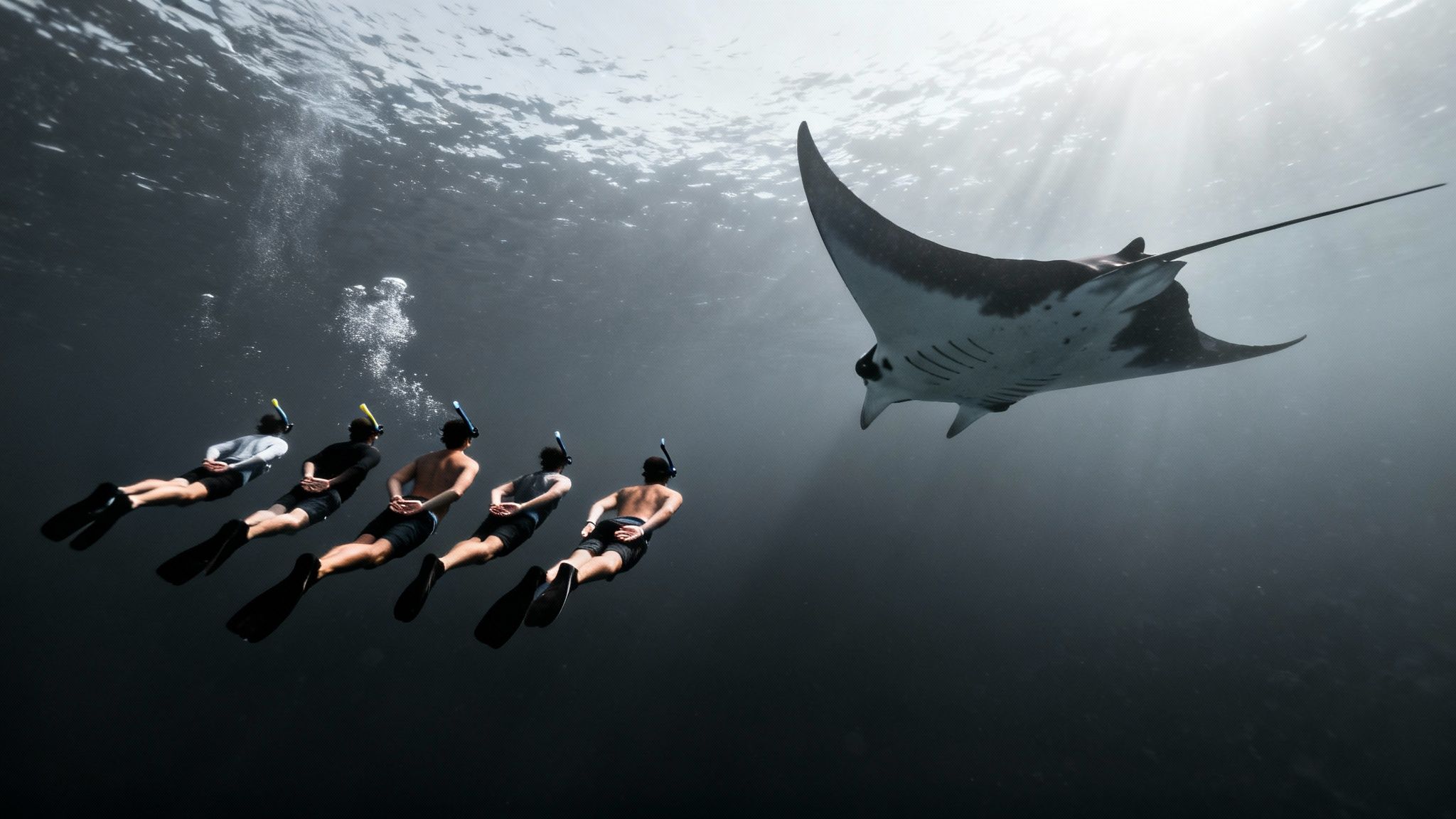 A group of snorkelers watching a manta ray from a light board.