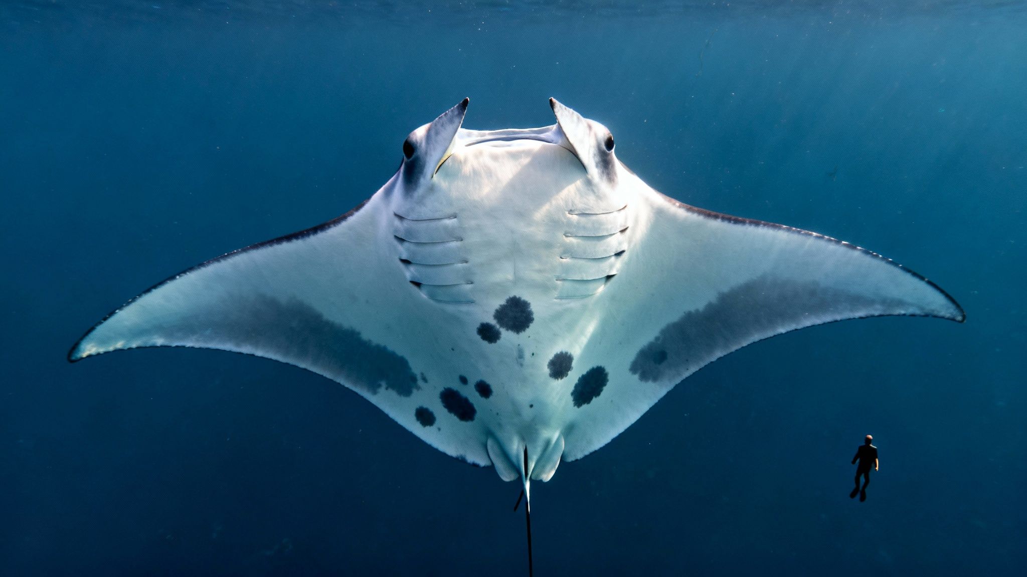A majestic manta ray swims gracefully underwater, viewed from below, with a diver observing.