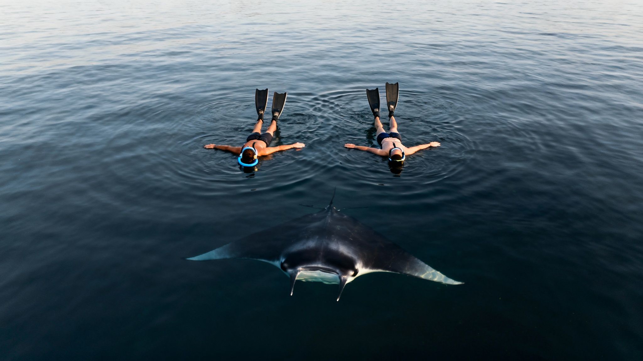 A group of snorkelers floating on the surface watching manta rays swim below them in the dark water.