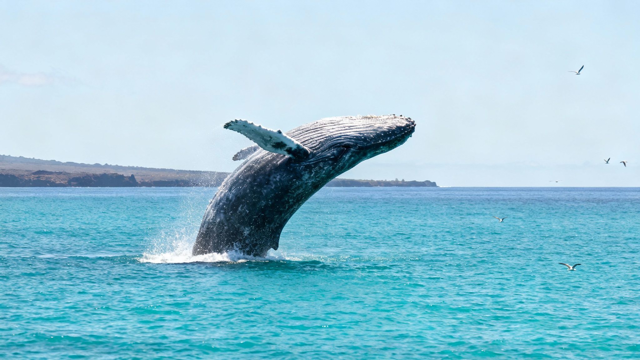 A humpback whale breaching spectacularly against a clear blue sky in Hawaii.