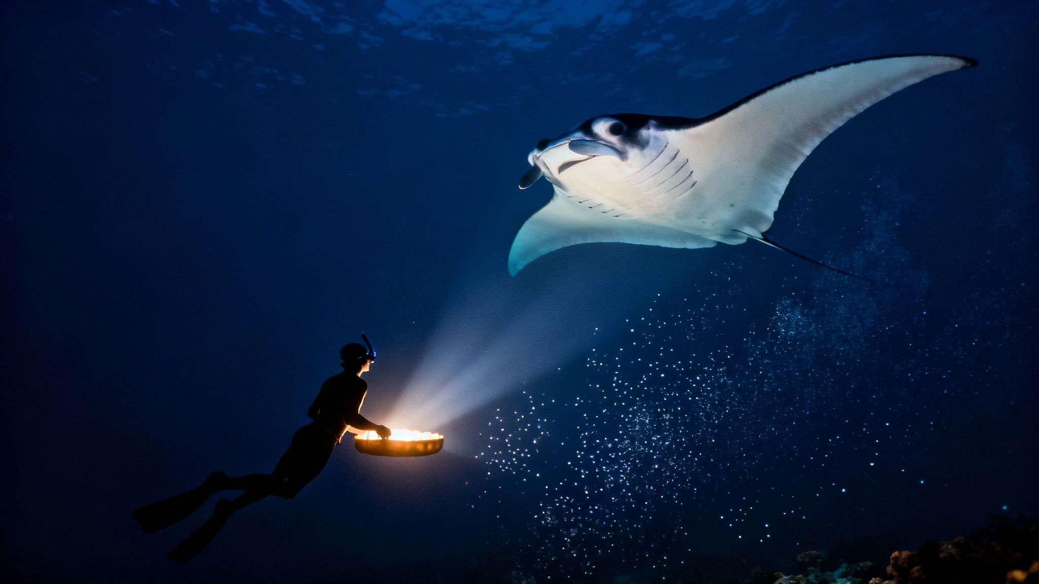 Manta Ray Snorkel Big Island: Best Kona Night Tours