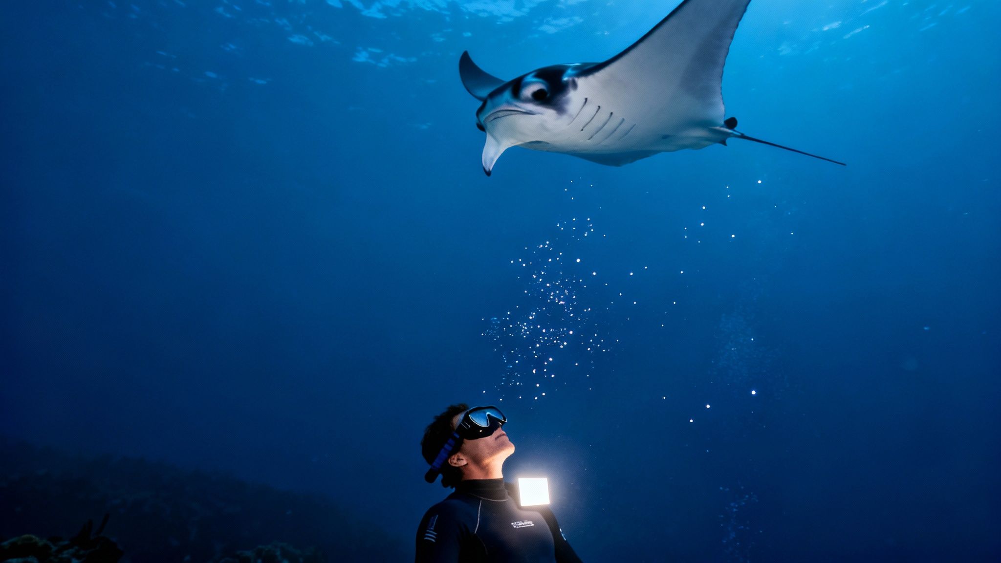 12 Best Manta Ray Snorkel Kona Tours for 2025
