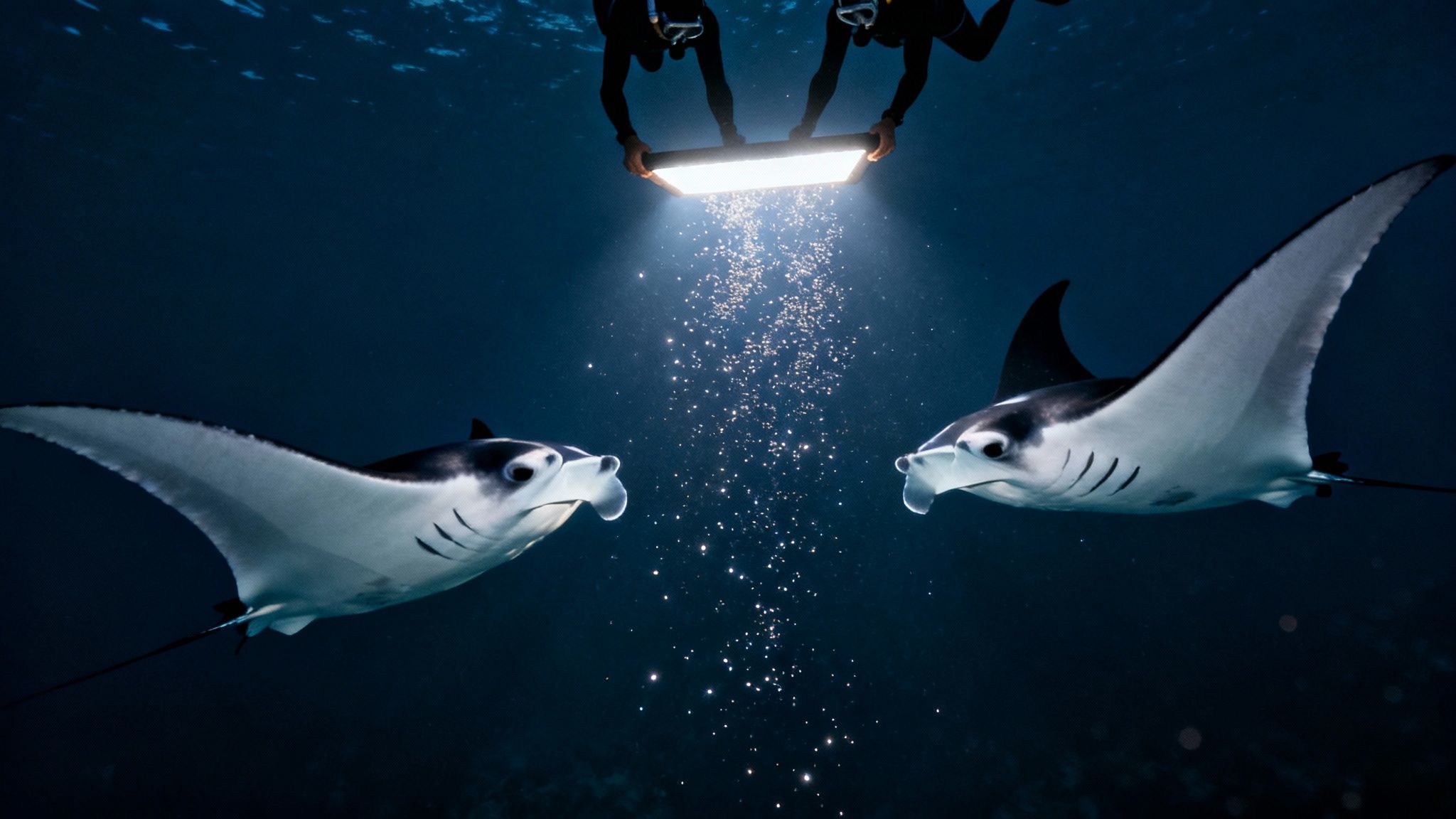 Two divers with a bright underwater light attract two majestic manta rays in the dark ocean.