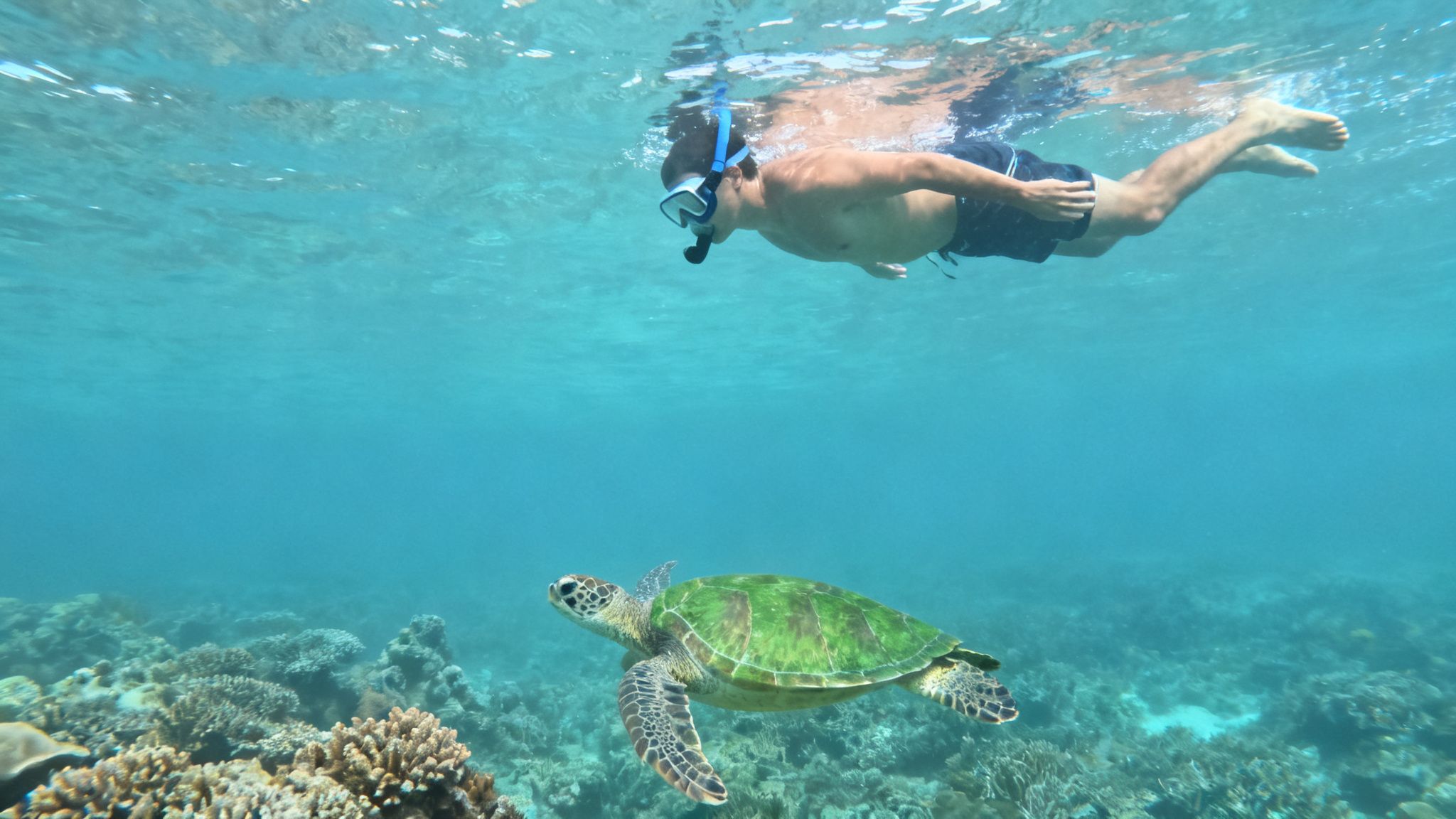Snorkeler observes a vibrant green sea turtle swimming over a colorful coral reef in clear ocean water.