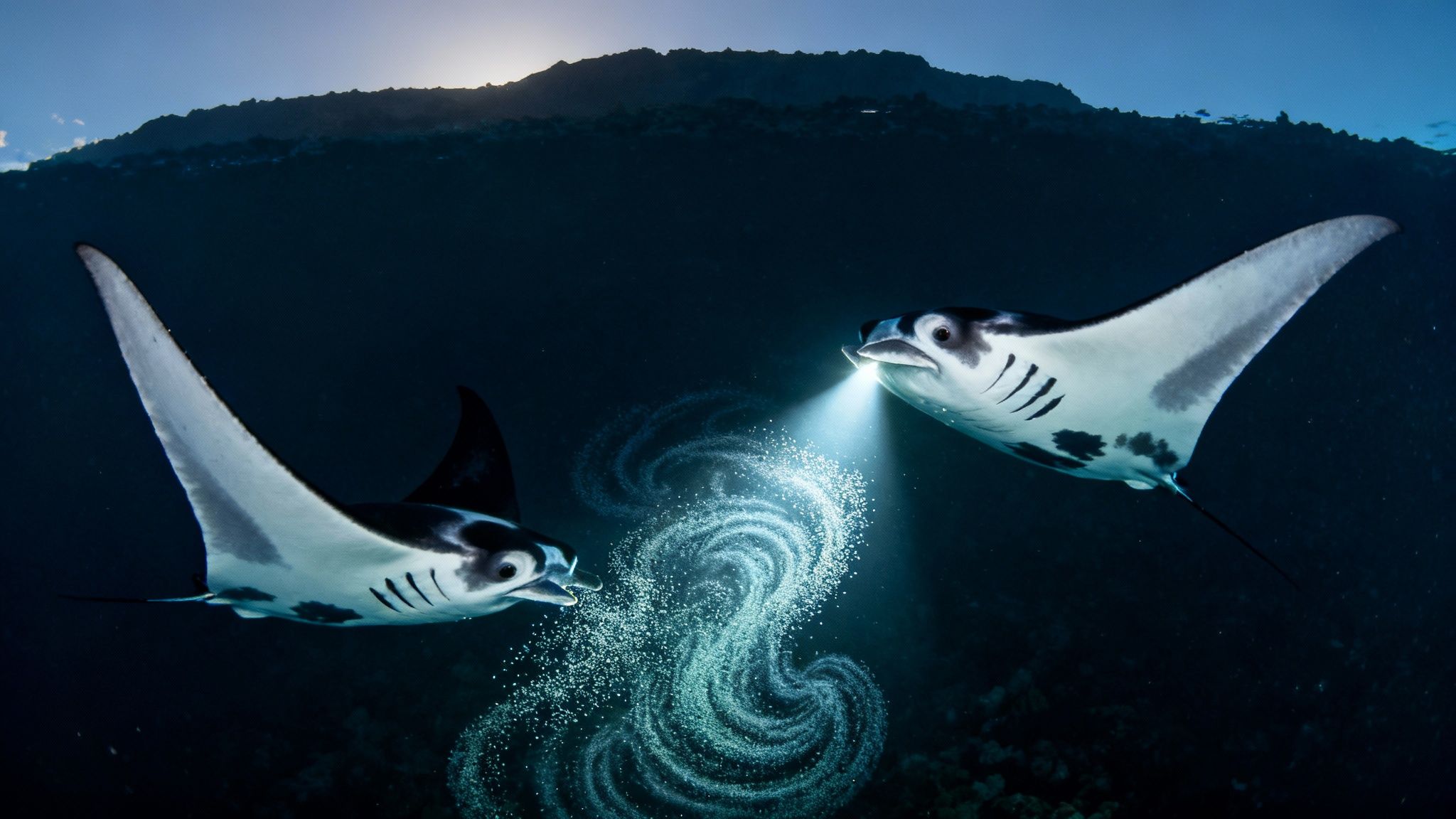 Two majestic manta rays swim underwater, one emitting light, creating beautiful bubble spirals against a dark ocean backdrop.