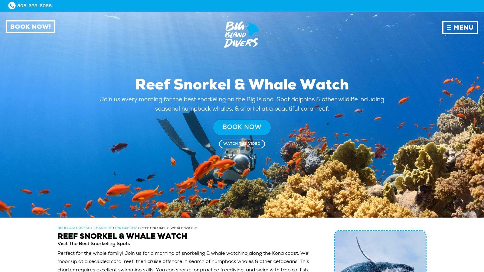 Big Island Divers — Reef Snorkel & Whale Watch