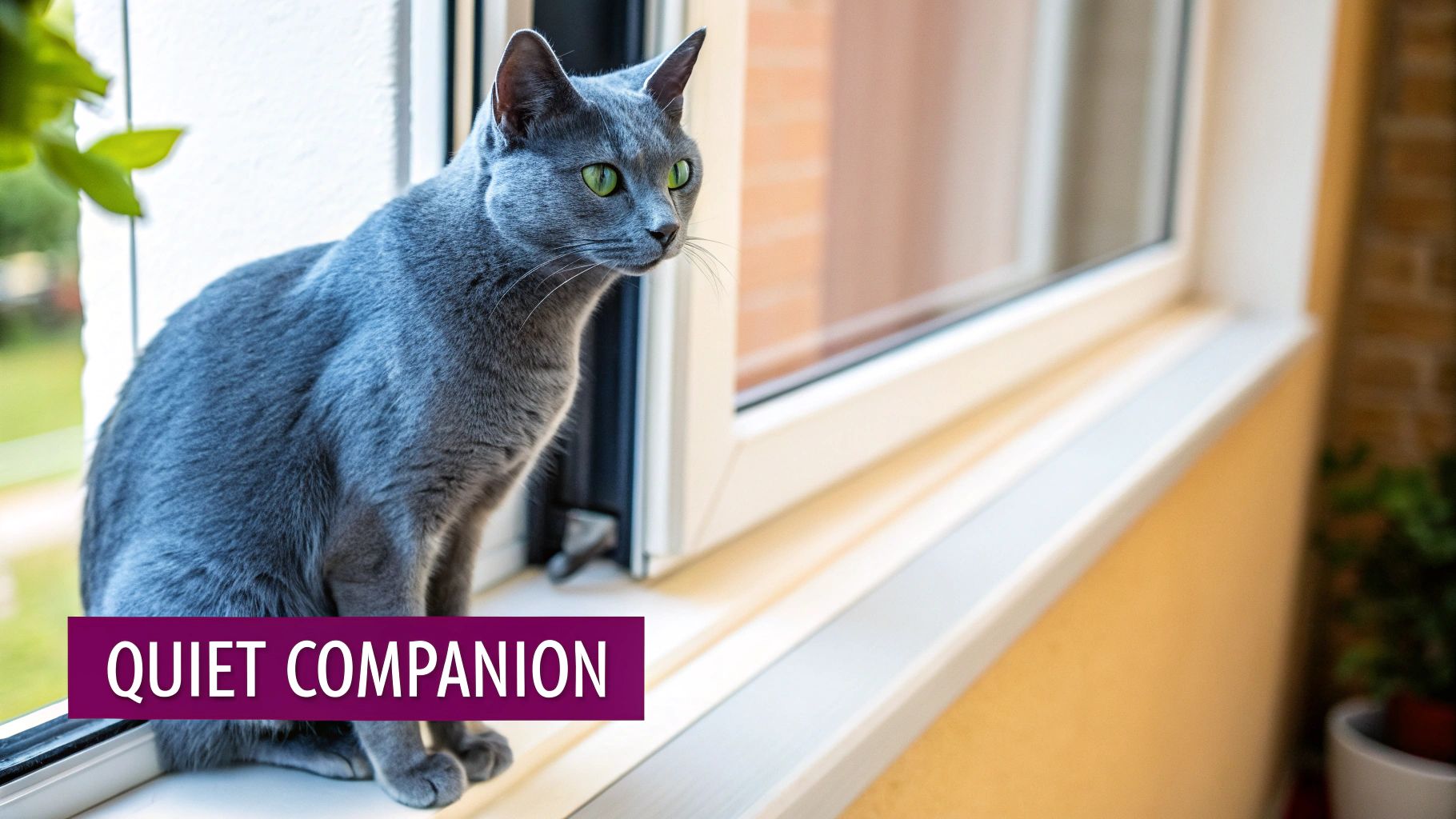 A beautiful grey Russian Blue cat with bright green eyes sits on a window sill, looking outside.