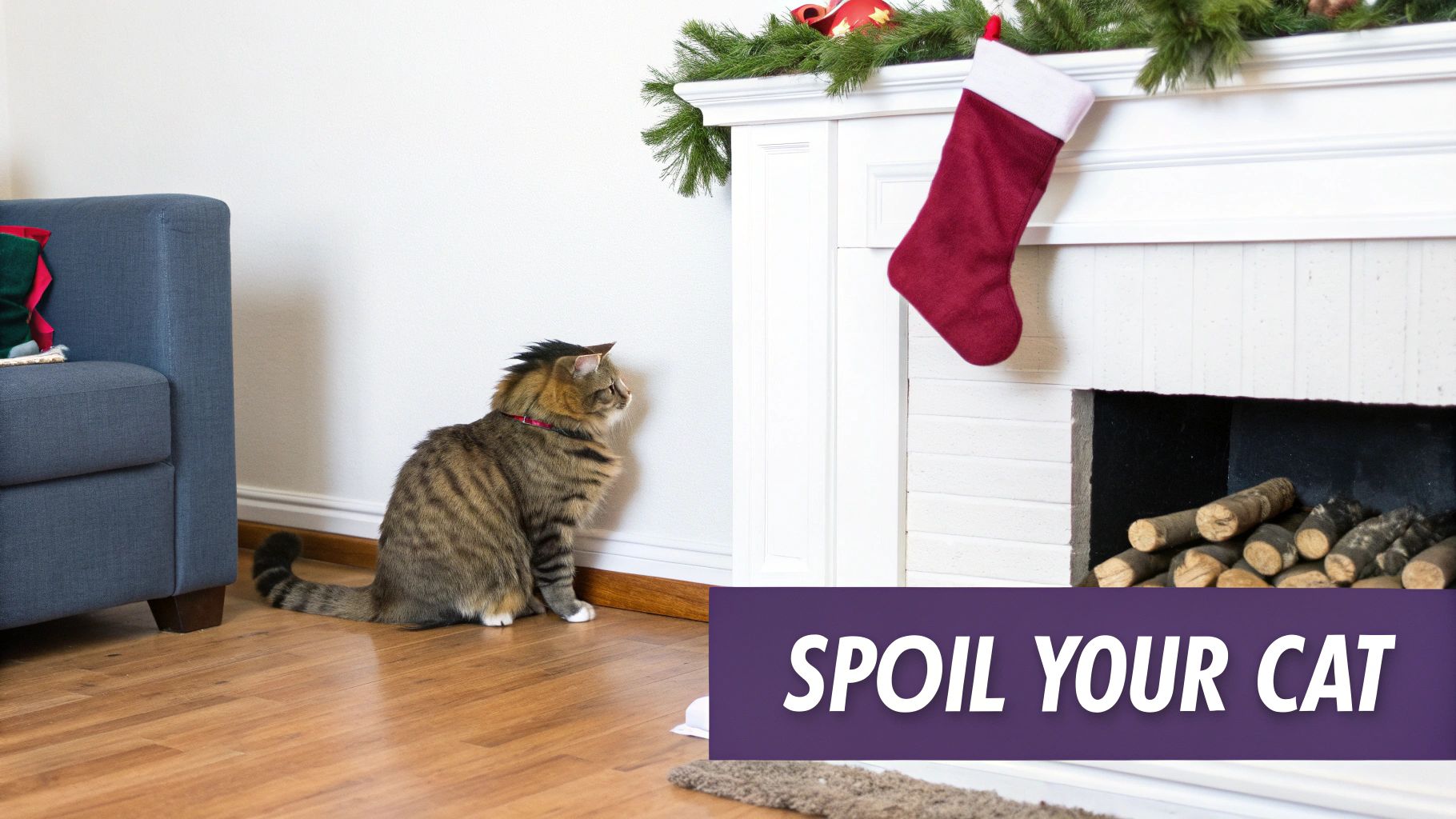 A cute cat looking inquisitively at a Christmas stocking filled with toys and treats.