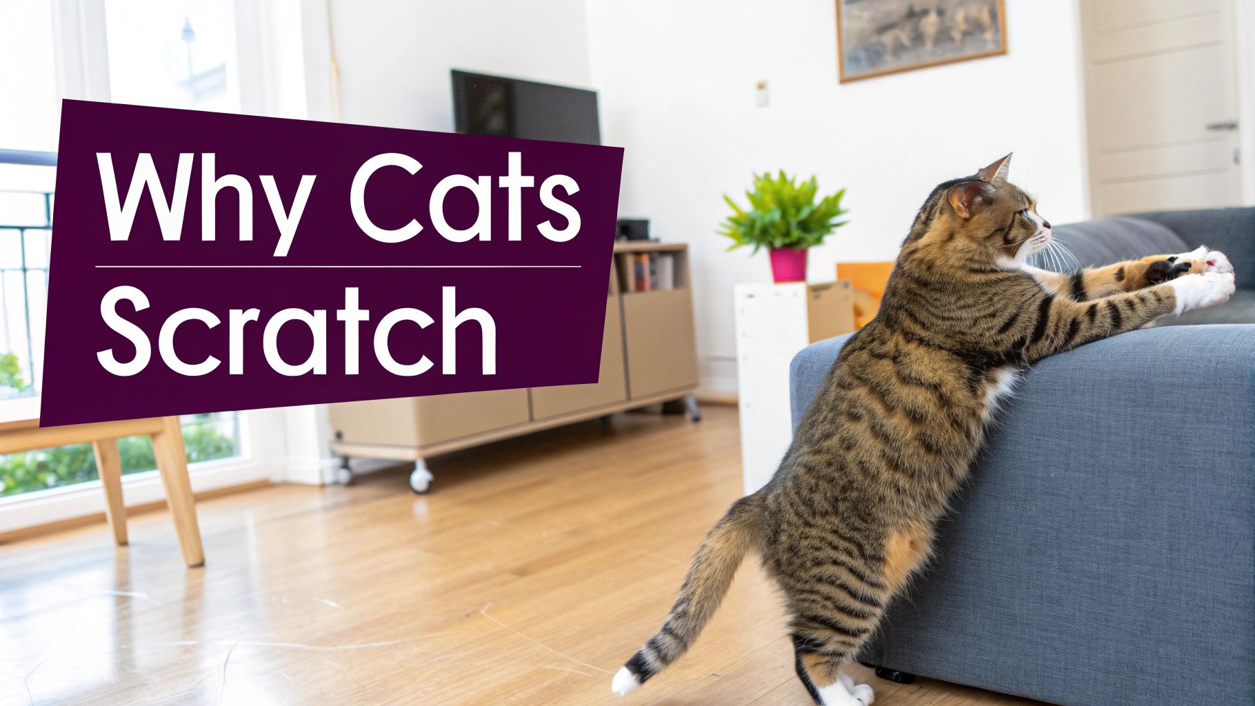 A beautiful grey cat stretching and scratching a piece of furniture in a sunlit room.