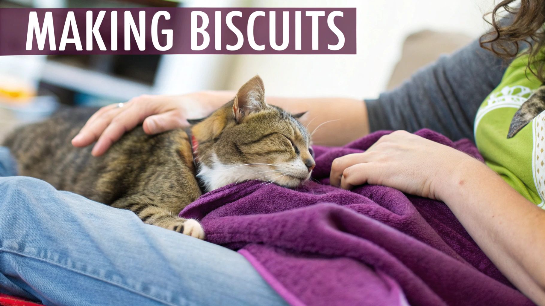A person gently pets a sleeping tabby cat kneading a purple blanket on their lap.